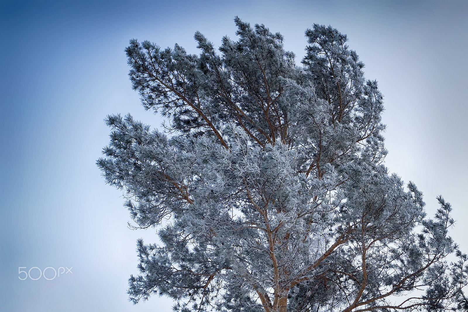 Canon EOS 500D (EOS Rebel T1i / EOS Kiss X3) sample photo. Fir-needle in the hoarfrost photography