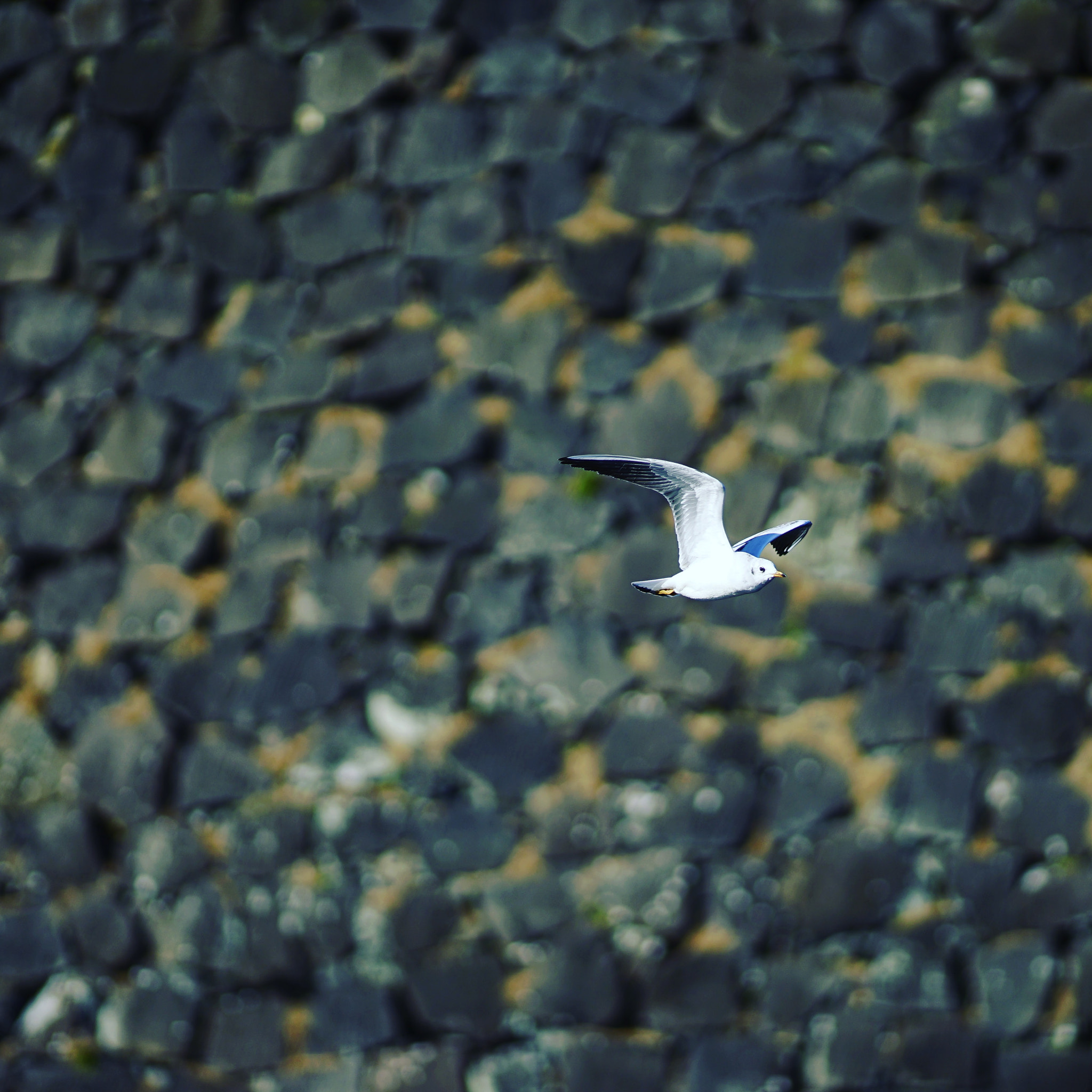 Sony Sonnar T* 135mm F1.8 ZA sample photo