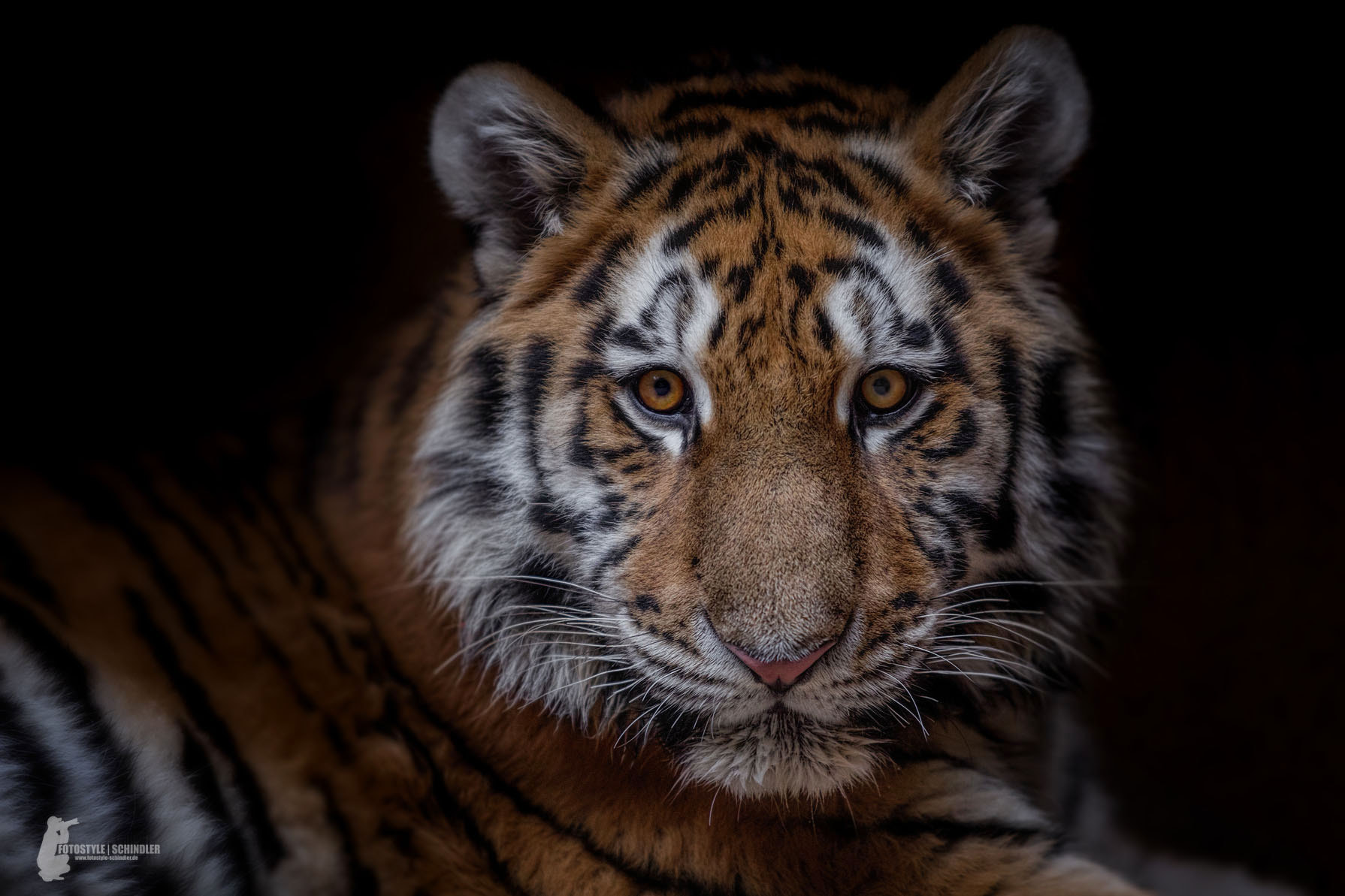 Canon EF 70-200mm F2.8L USM sample photo. Tiger 10 months old photography