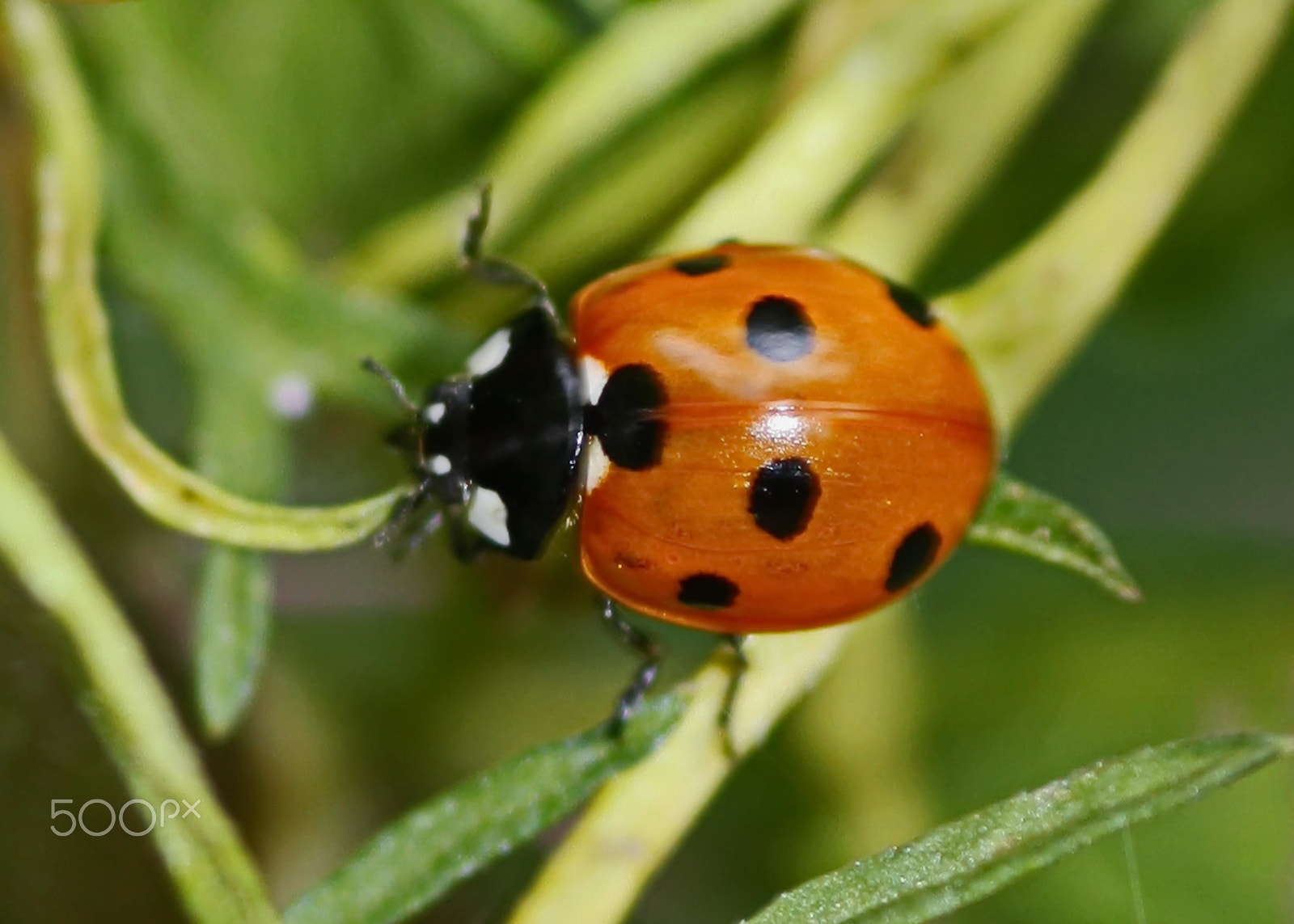 Sigma 105mm F2.8 EX DG Macro sample photo. Mg photography