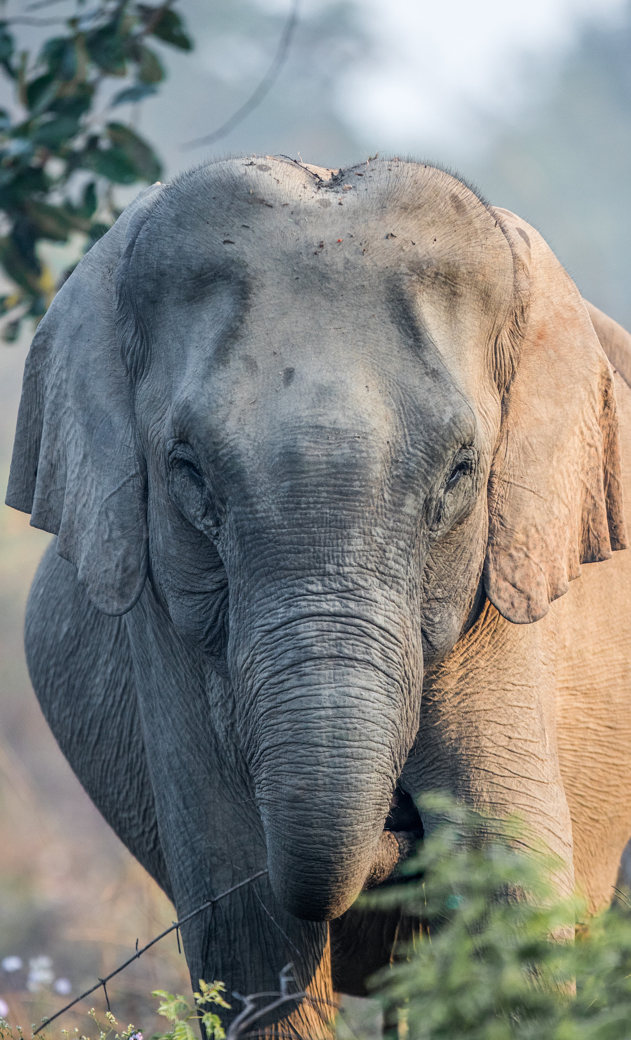 Canon EOS 7D Mark II + Canon EF 400mm F2.8L IS USM sample photo. Asiatic elephant photography