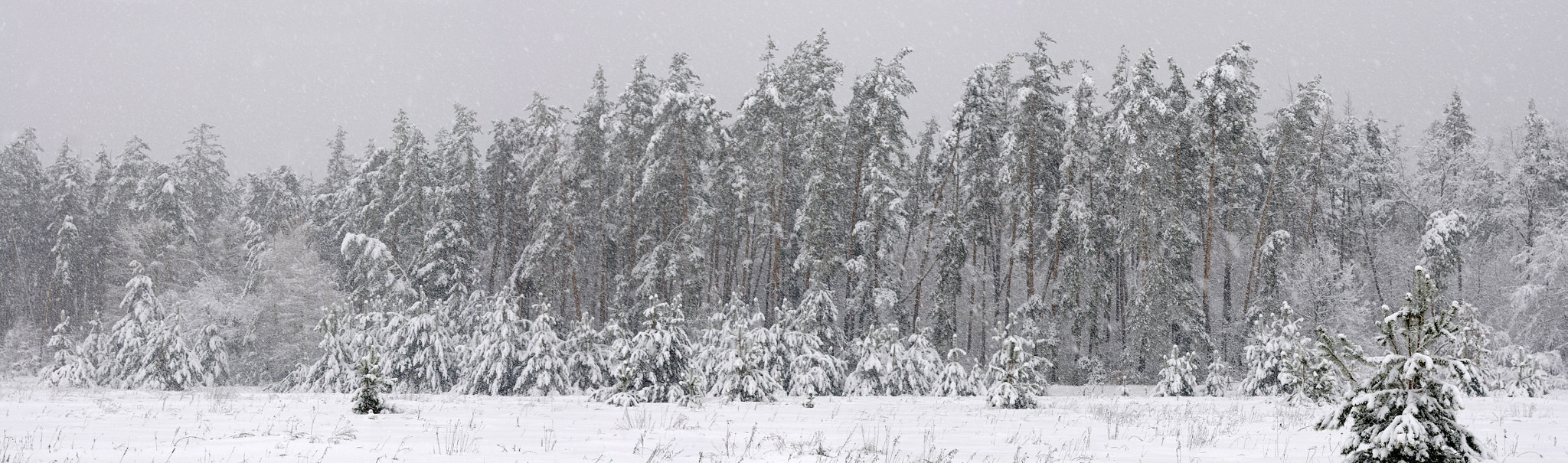 Nikon D300S + Nikon AF-S Nikkor 50mm F1.4G sample photo. Snowfall photography