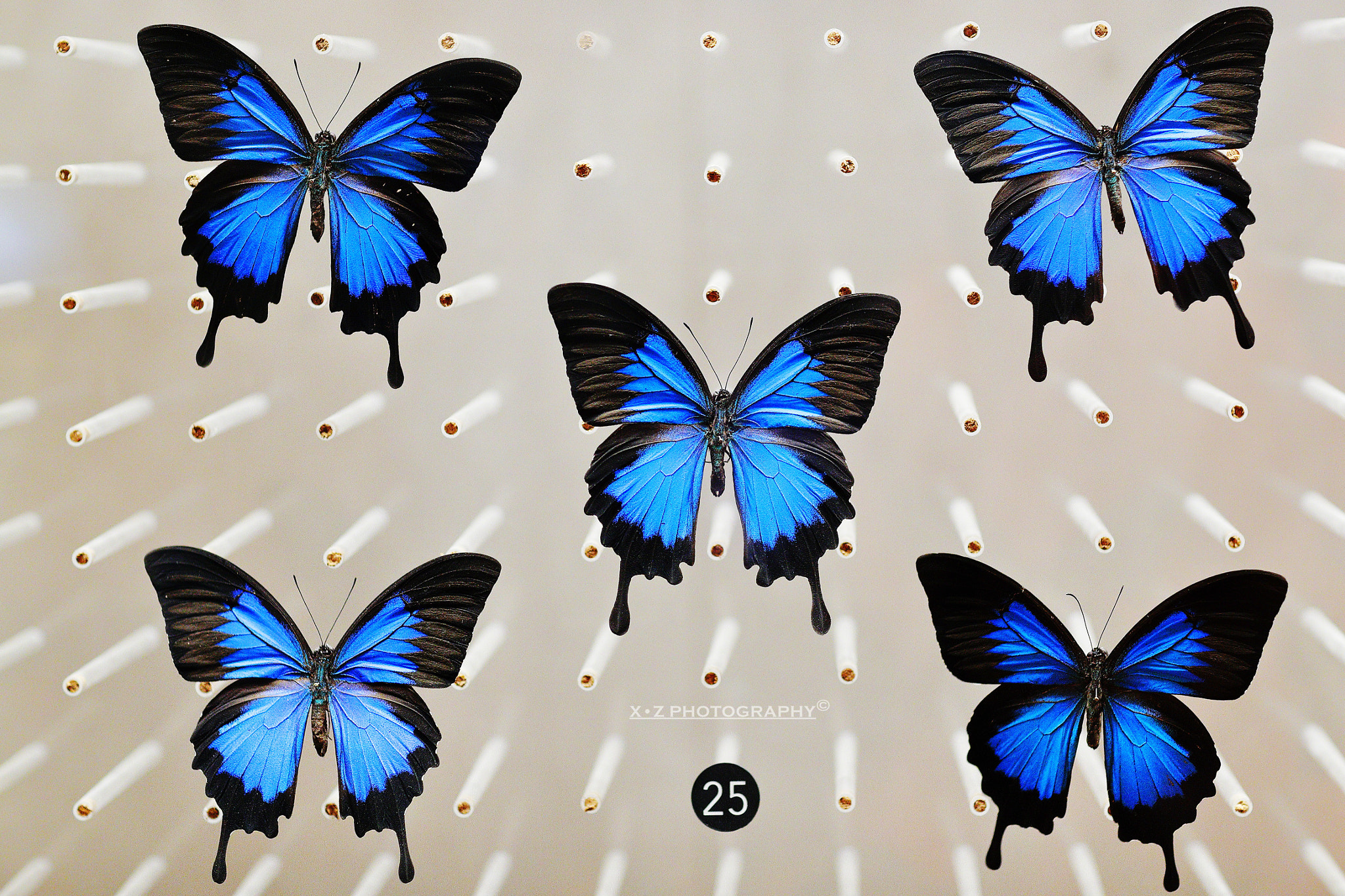 Canon EF 85mm F1.2L II USM sample photo. Nature museum of shanghai photography