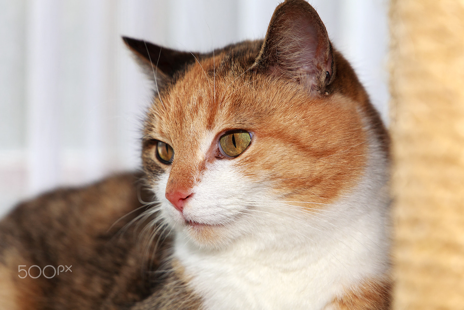 Canon EF 24-105mm F3.5-5.6 IS STM sample photo. Maja portrait photography