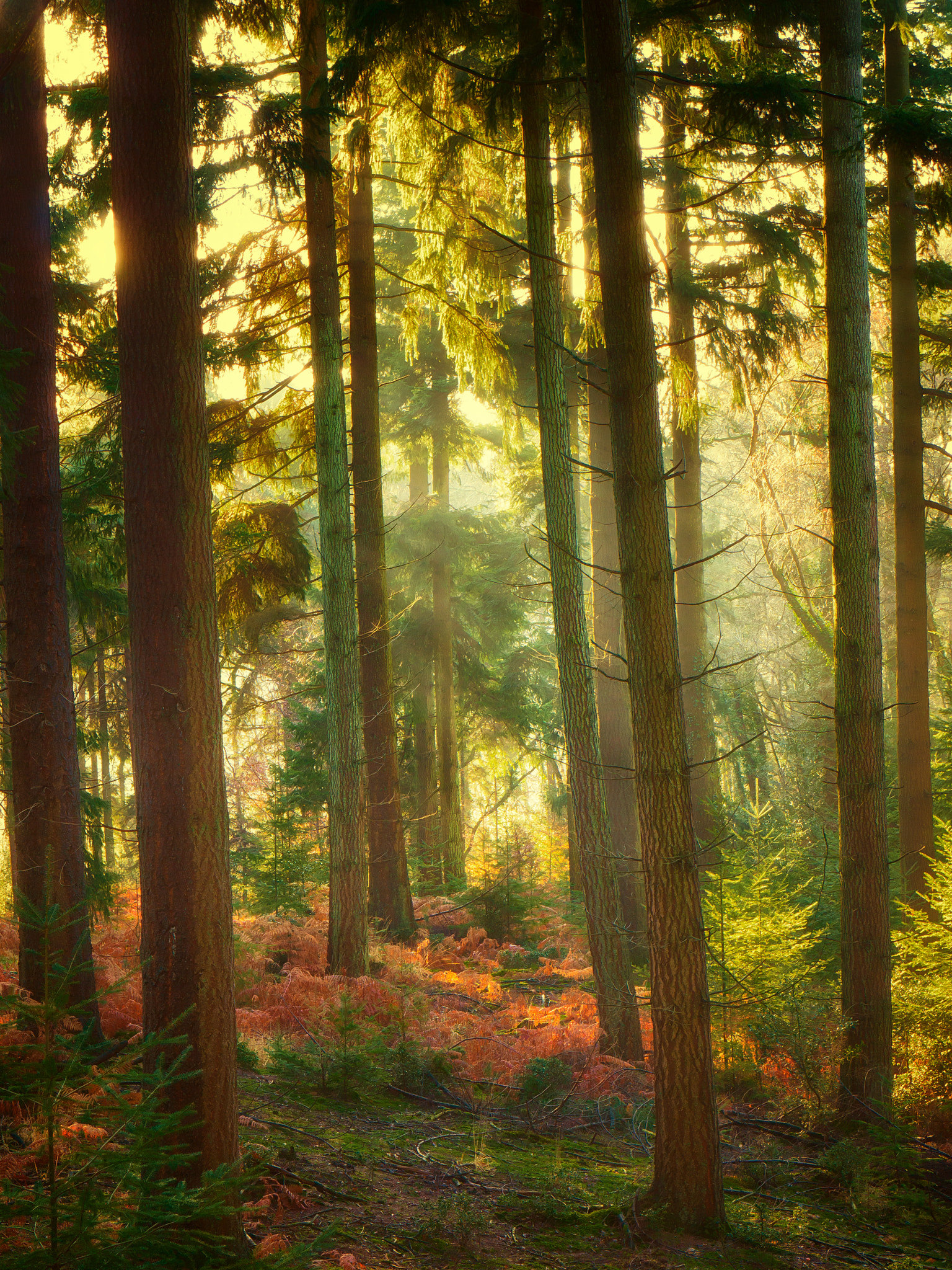 Panasonic Lumix DMC-GH3 sample photo. Autumn pines photography