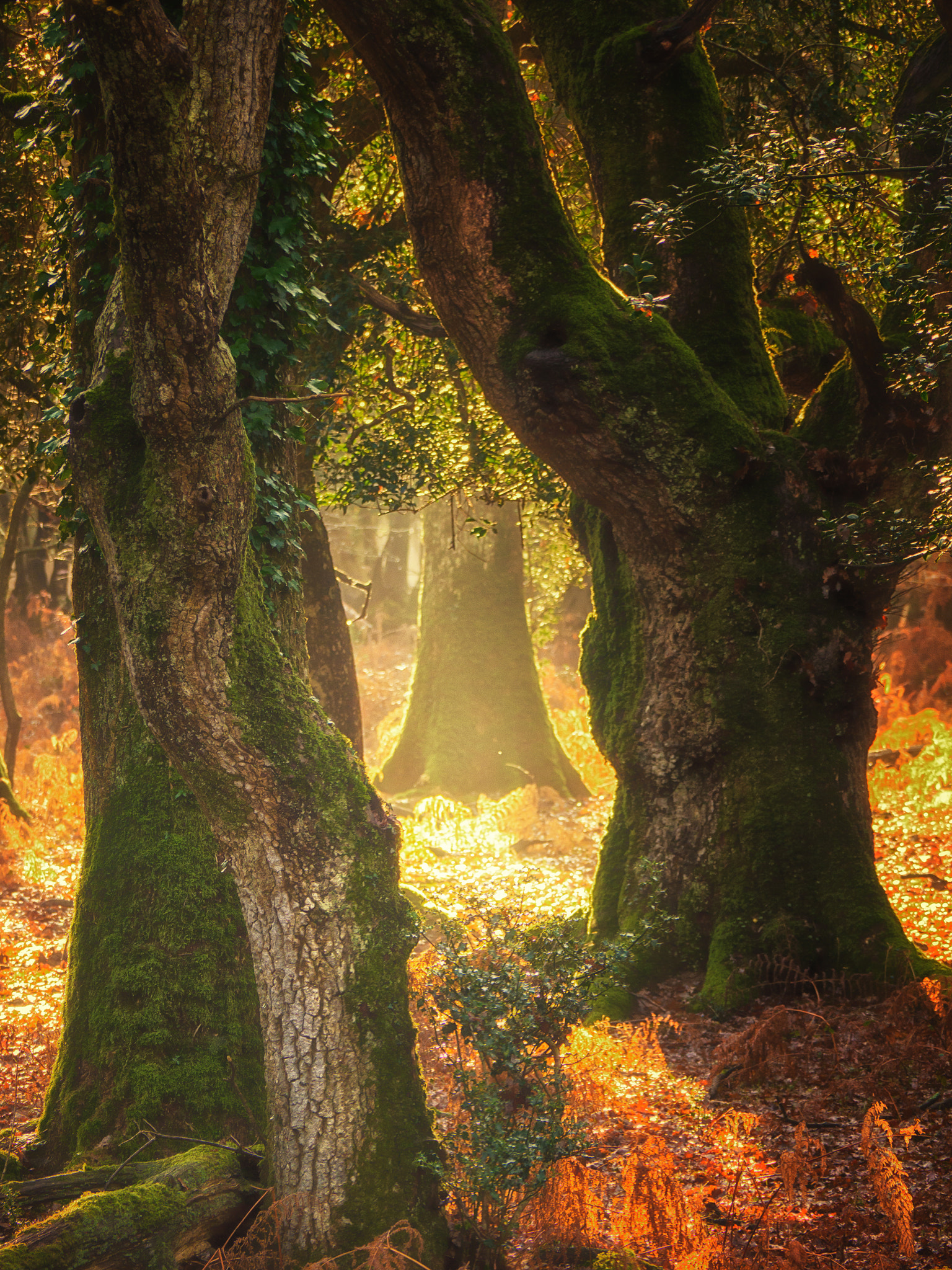 Panasonic Lumix G Vario 45-200mm F4-5.6 OIS sample photo. View through the trees photography