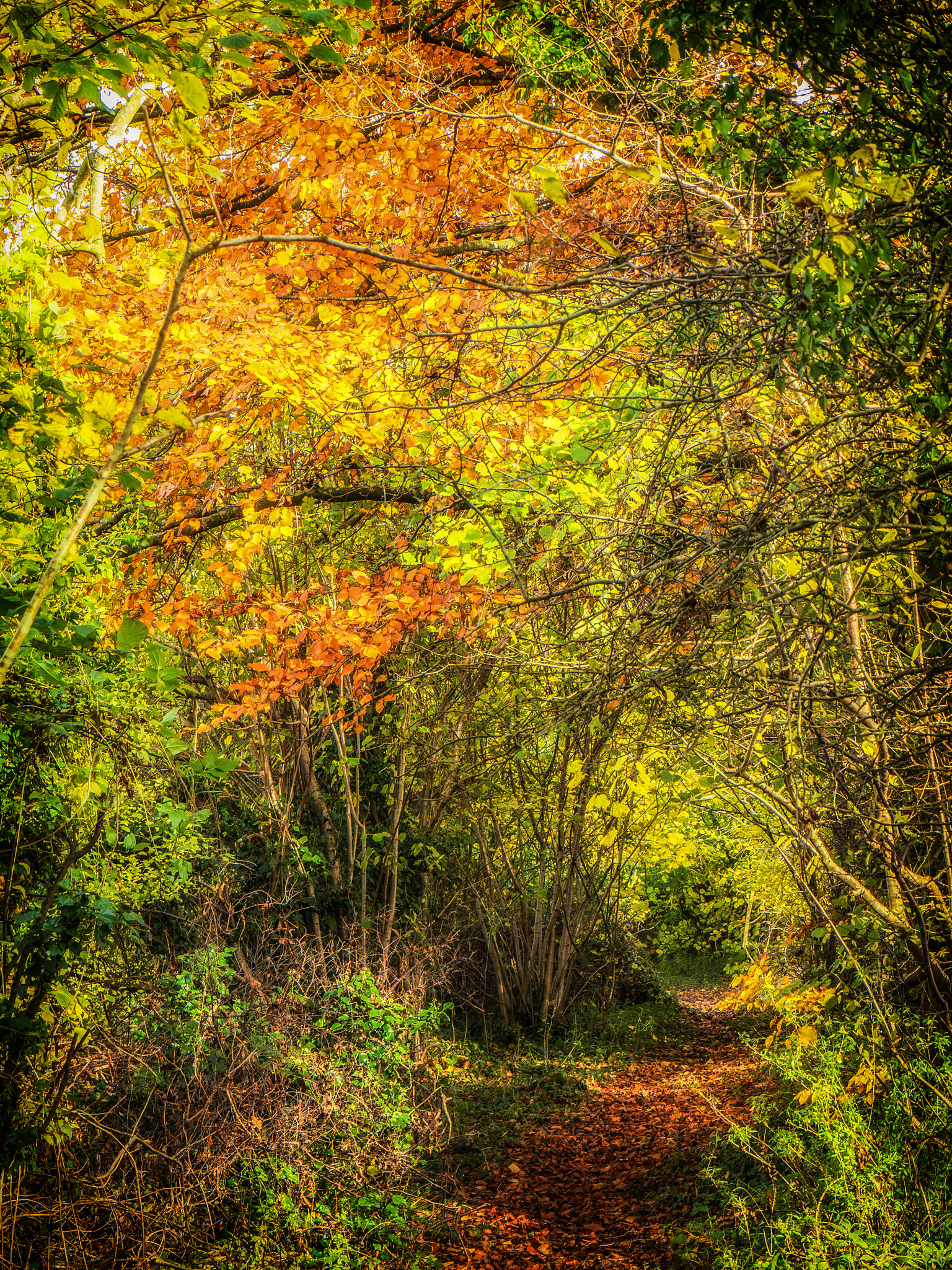 Panasonic Lumix DMC-GH3 sample photo. Autumn woodland photography