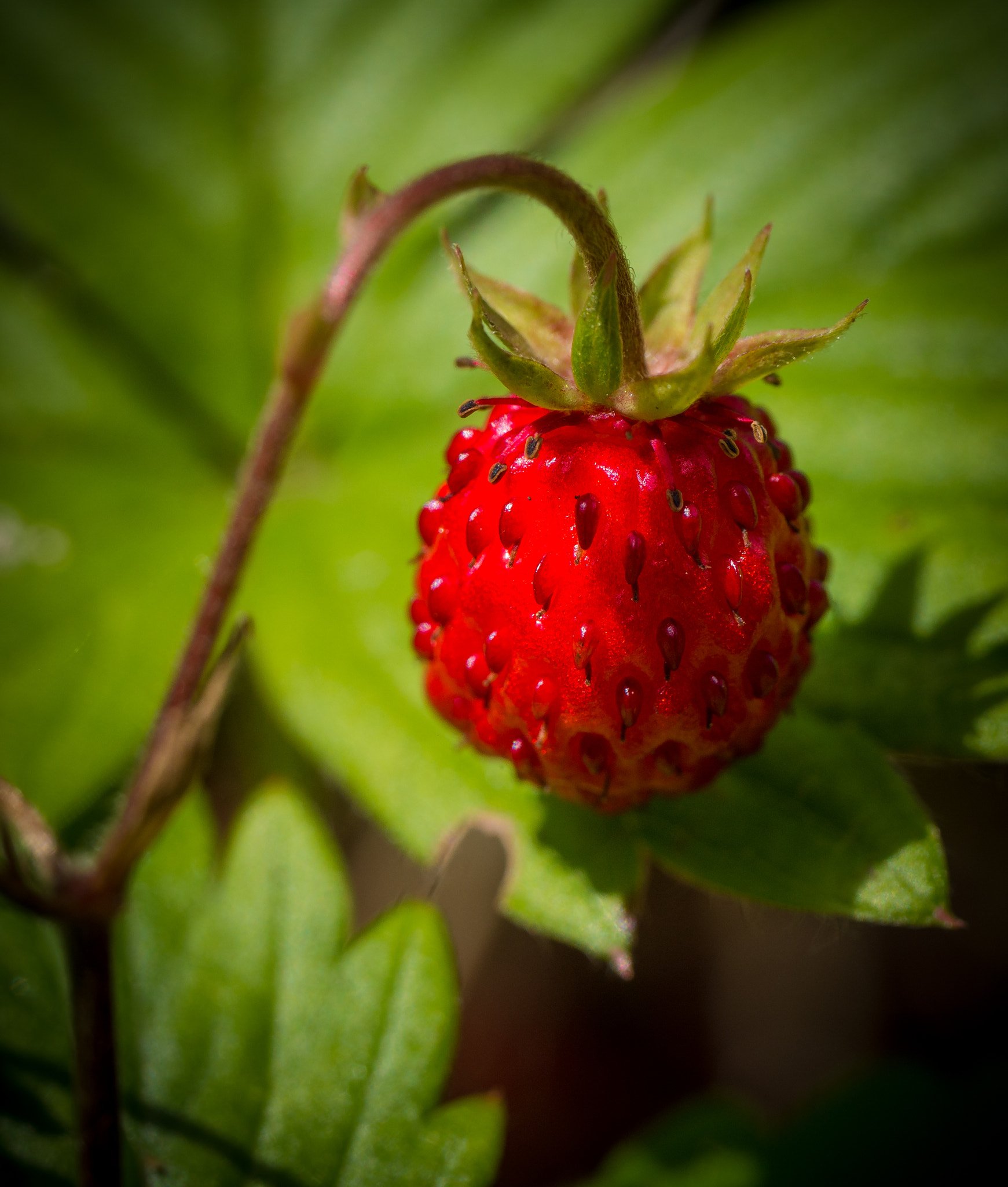 Panasonic Lumix DMC-GH3 sample photo. Strawberry photography