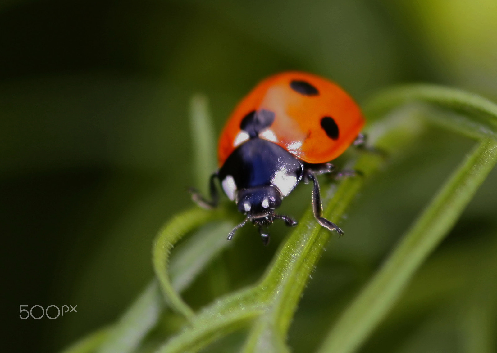 Canon EOS 450D (EOS Rebel XSi / EOS Kiss X2) + Sigma 105mm F2.8 EX DG Macro sample photo. Ladybirds () photography