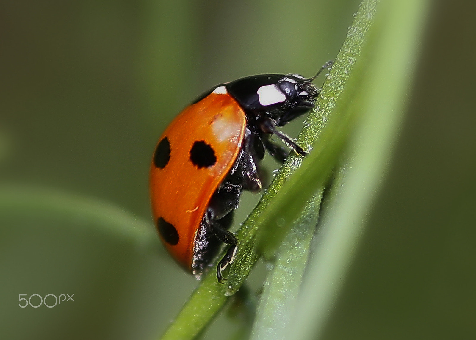 Canon EOS 450D (EOS Rebel XSi / EOS Kiss X2) + Sigma 105mm F2.8 EX DG Macro sample photo. Ladybirds () photography