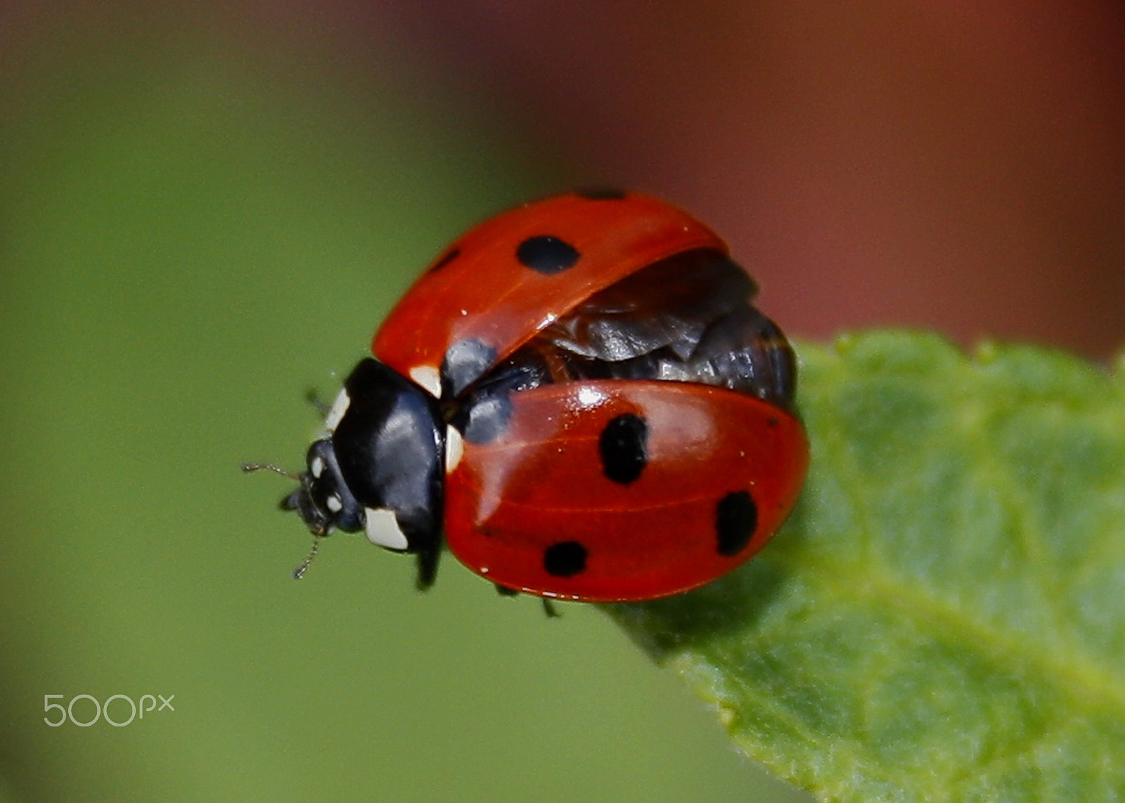 Canon EF-S 18-55mm F3.5-5.6 II sample photo. Ladybug ready to fly () photography