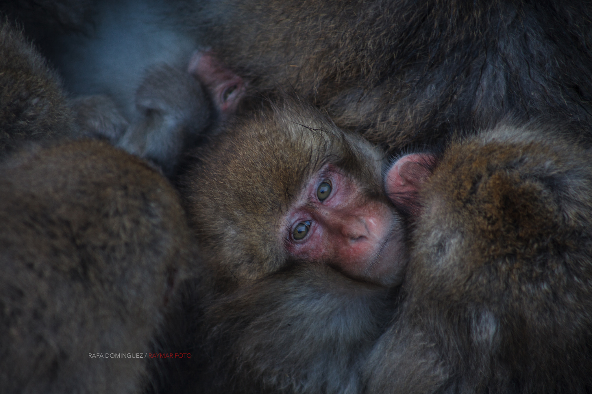 EF75-300mm f/4-5.6 sample photo. Together photography
