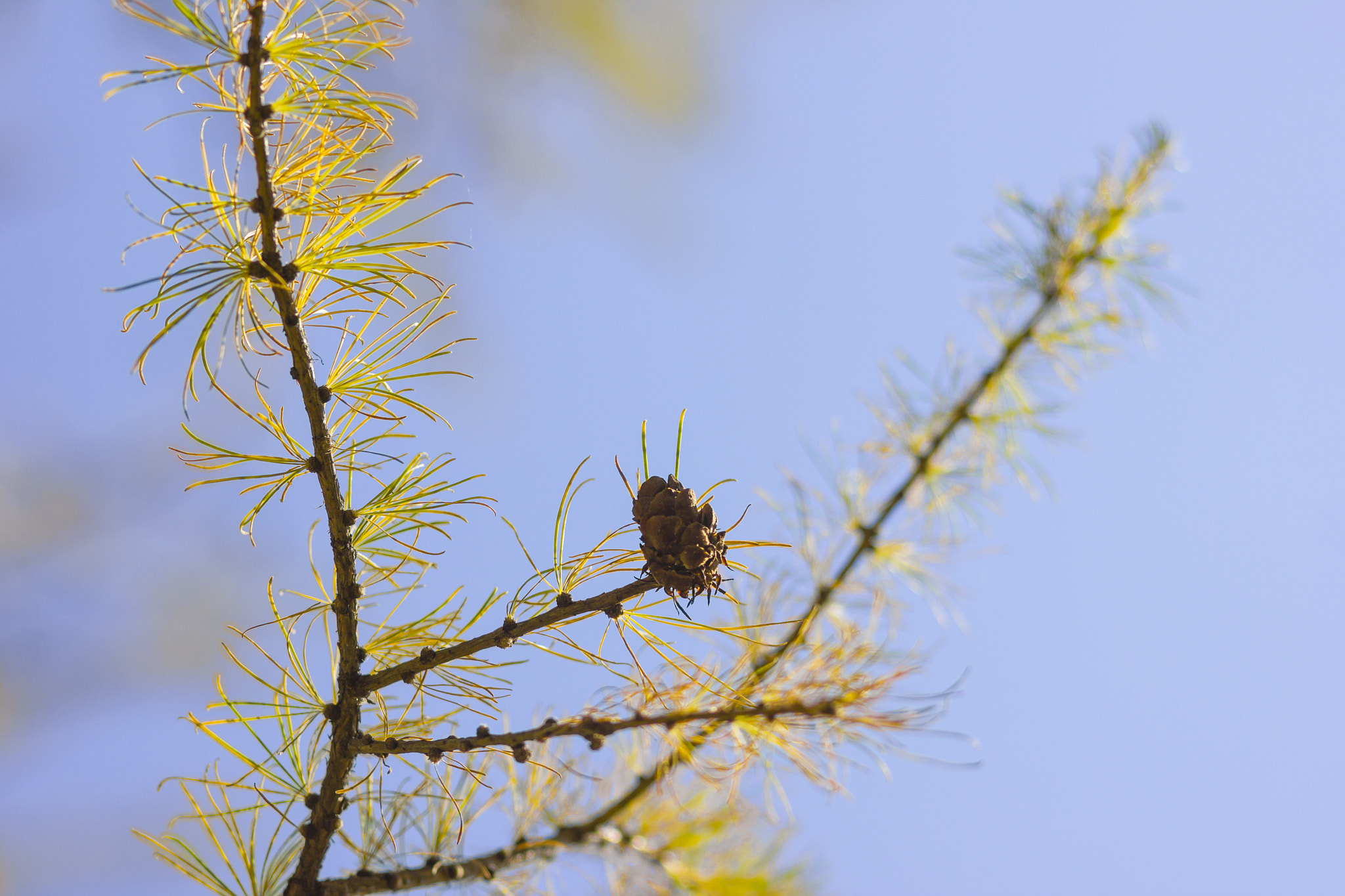 Canon EOS 550D (EOS Rebel T2i / EOS Kiss X4) sample photo. *** photography