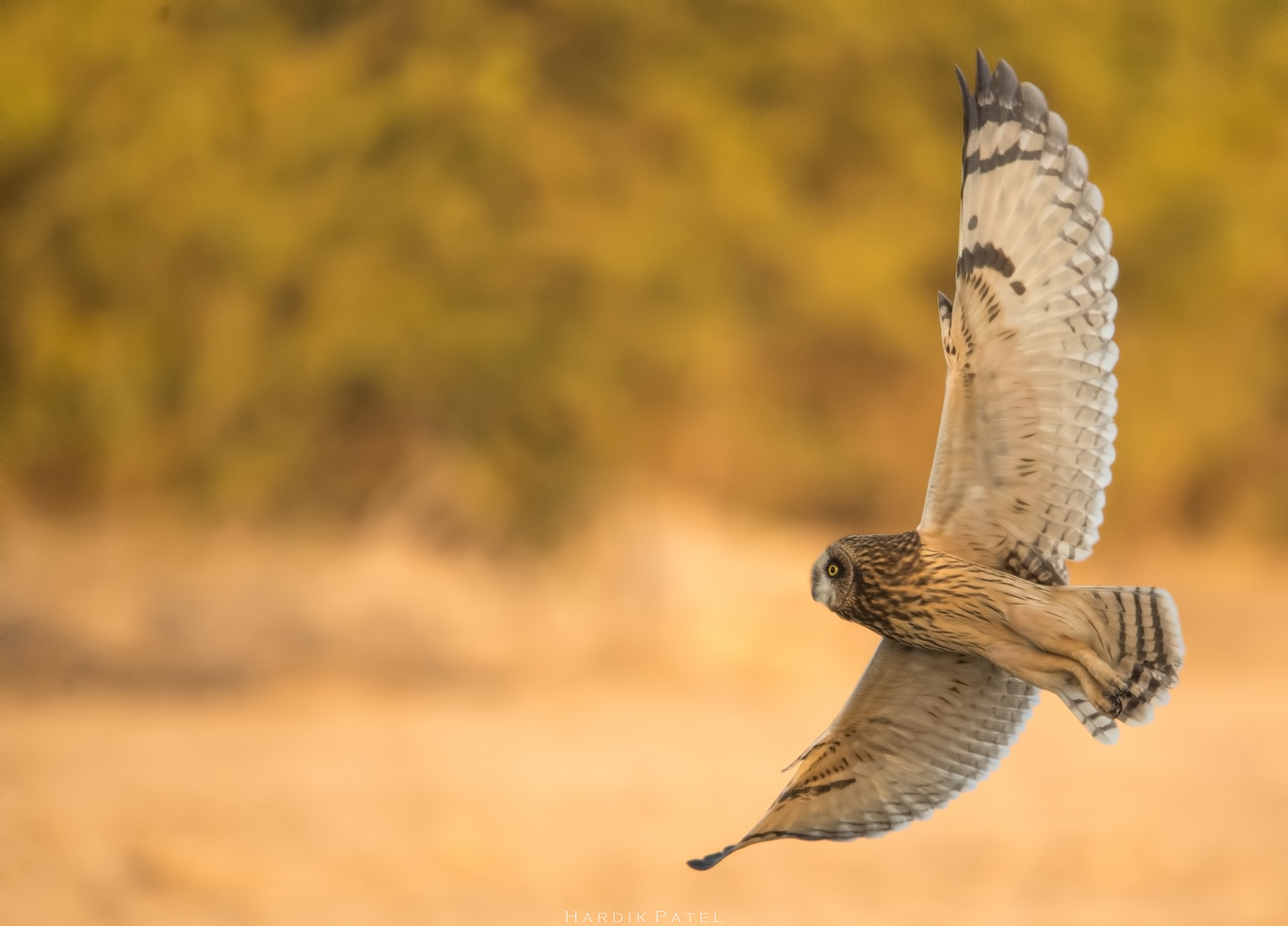 Nikon D5 sample photo. Short eared owl photography