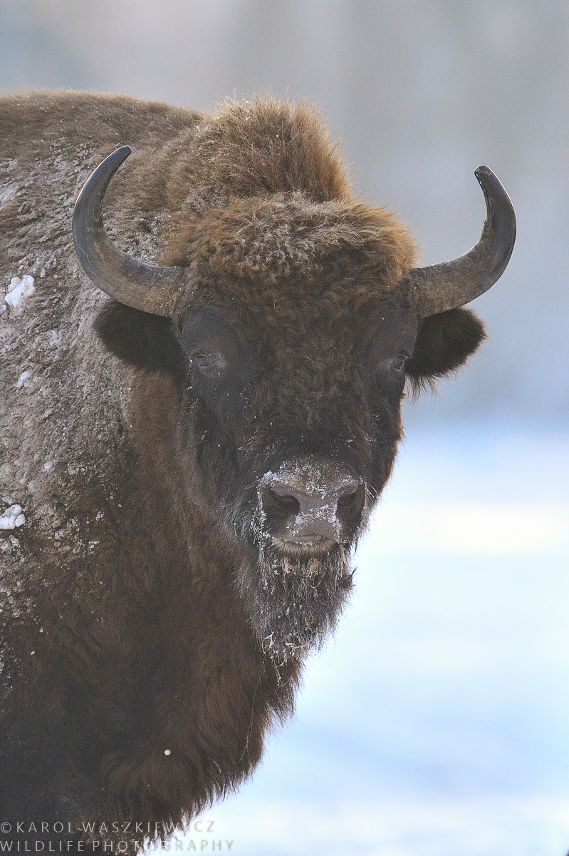 Nikon D3 sample photo. Portrait of european bison photography