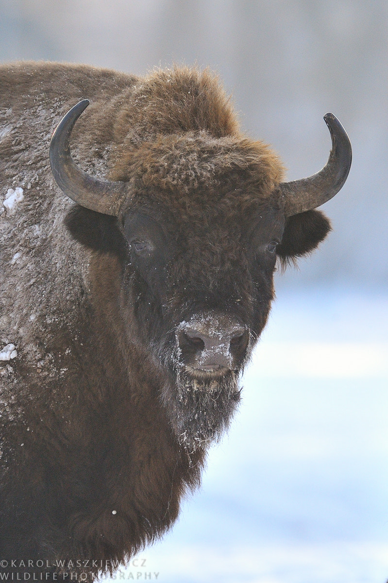 Nikon D3 + Nikon AF-S Nikkor 600mm F4G ED VR sample photo. Portrait of european bison photography