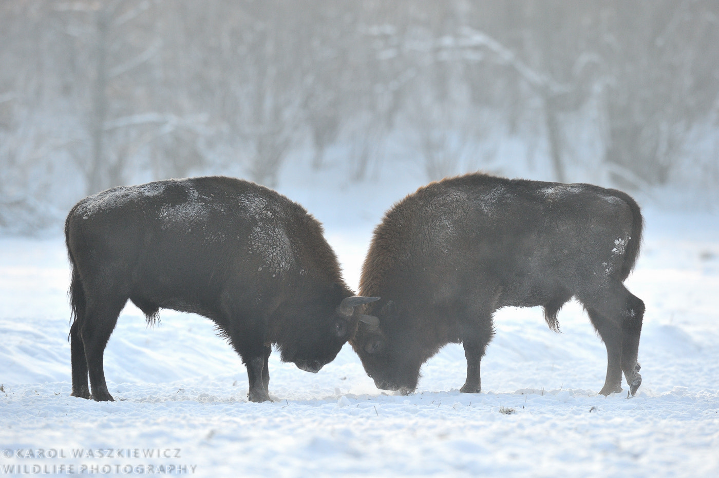 Nikon D3 + Nikon AF-S Nikkor 600mm F4G ED VR sample photo. The force attempt photography