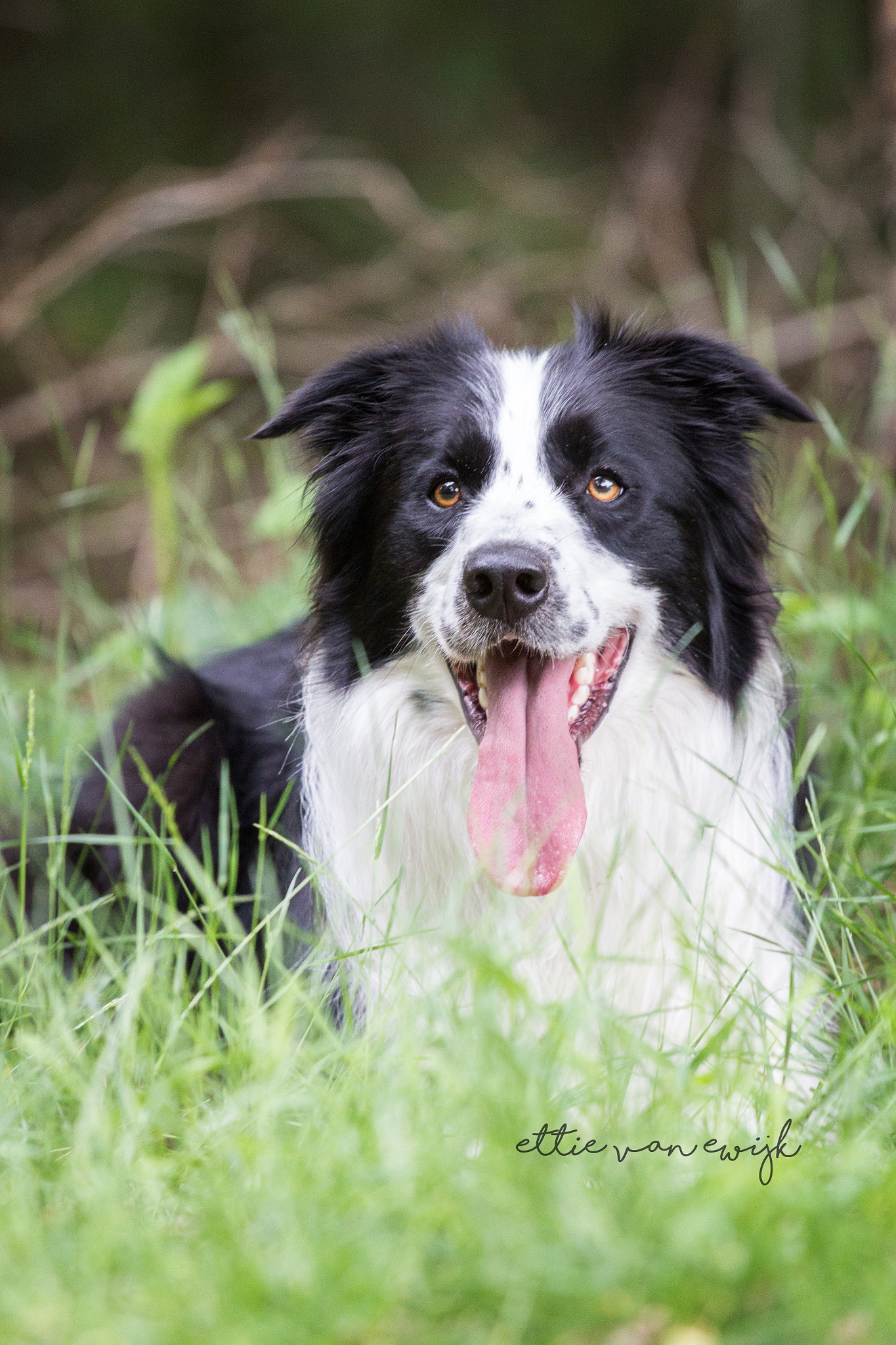 Canon EOS 600D (Rebel EOS T3i / EOS Kiss X5) + Canon EF 70-200mm F4L USM sample photo. Border collie photography