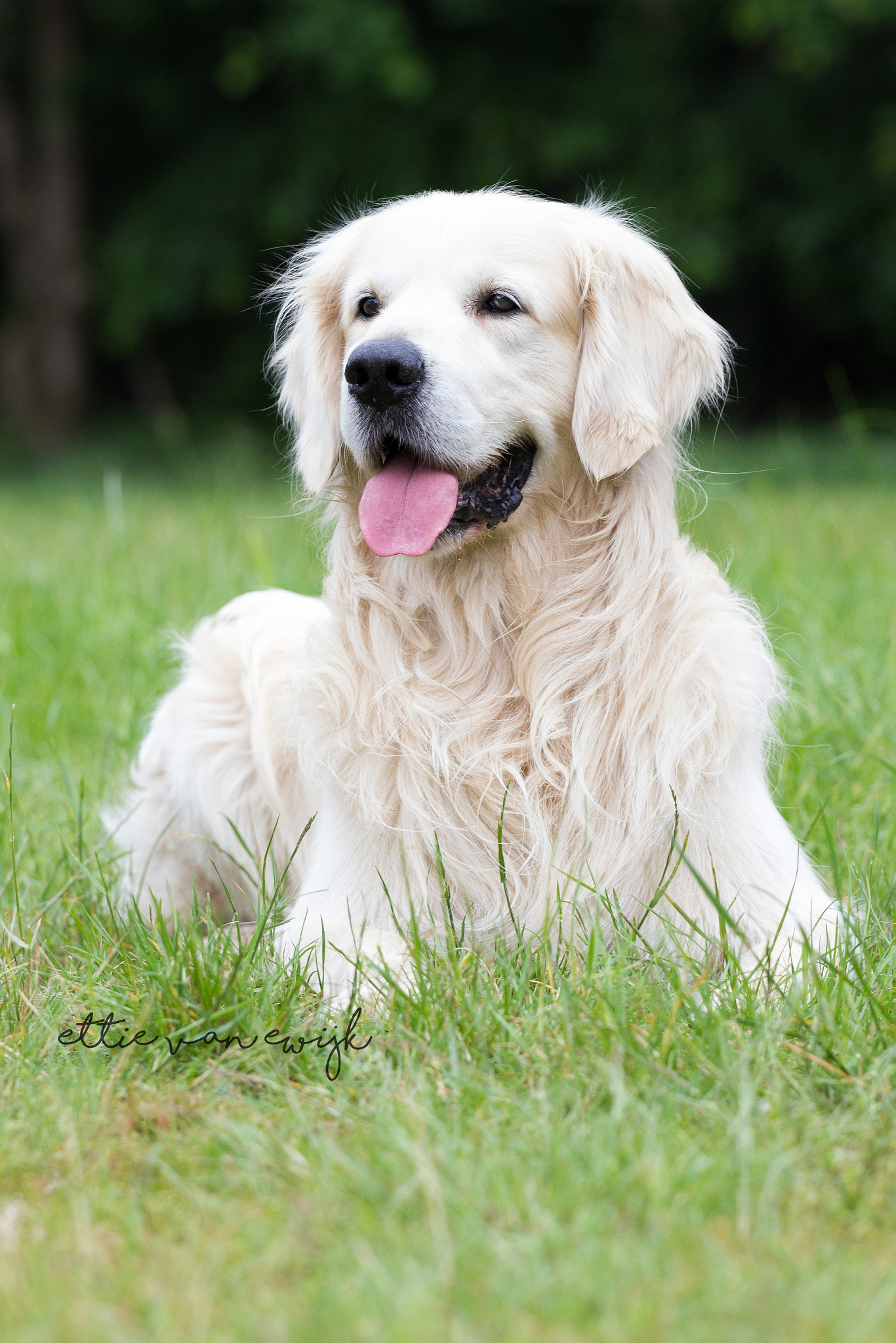 Canon EOS 600D (Rebel EOS T3i / EOS Kiss X5) + Canon EF 70-200mm F4L USM sample photo. Golden retriever photography
