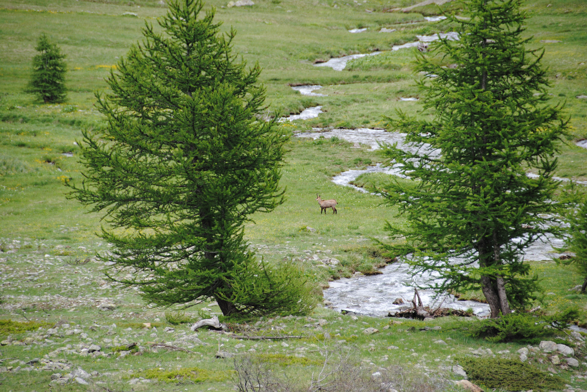 Nikon D3000 sample photo. Wild life photography