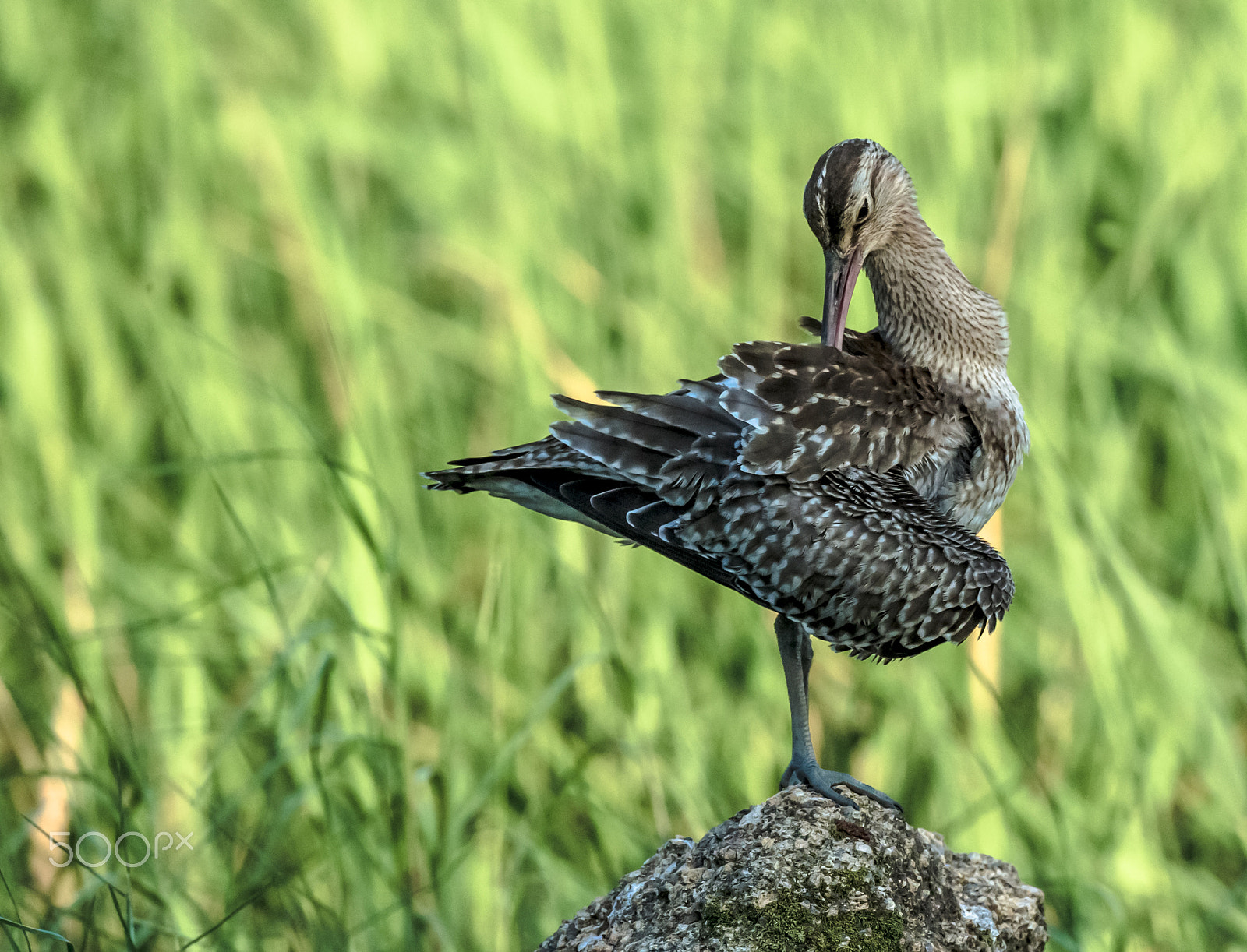 Canon EOS-1D X + Canon EF 800mm F5.6L IS USM sample photo. Feel good photography