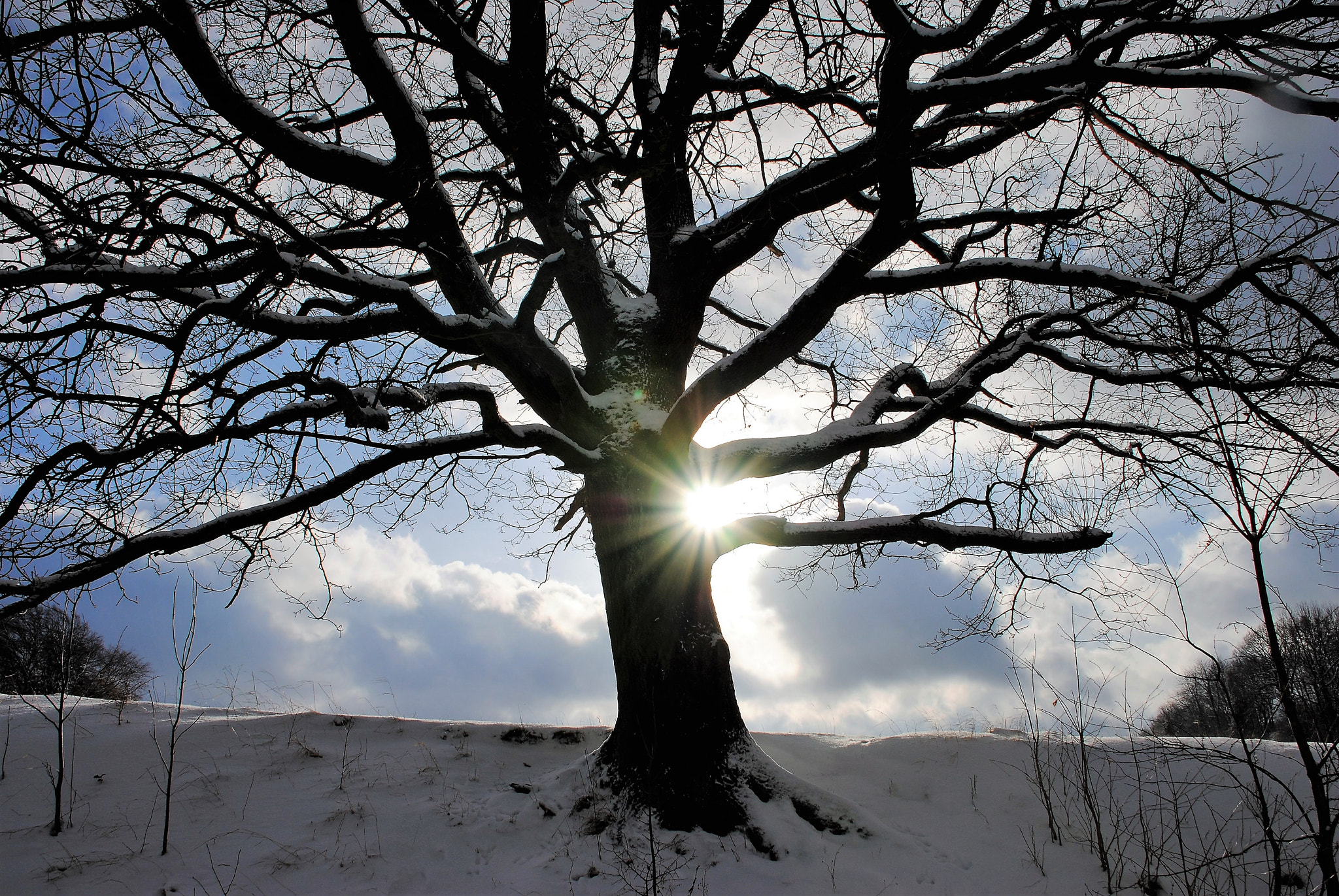 Nikon D3000 sample photo. Die eiche im winter photography