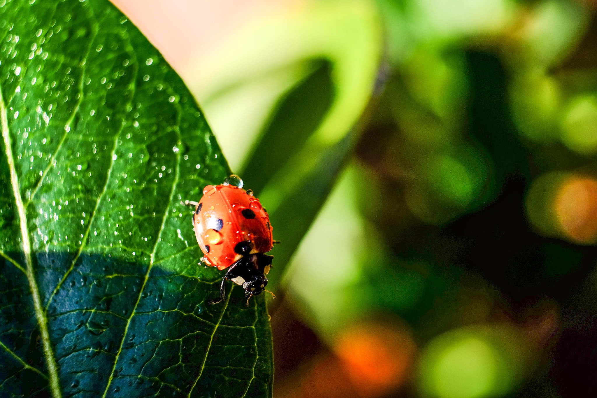 Fujifilm X-T1 sample photo. Coccinelle en hiver... photography