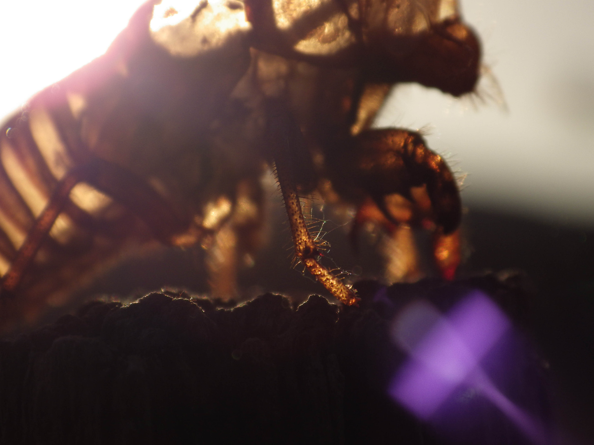 Pentax X-5 sample photo. Cicada exoskeleton(shell) in the sunset photography