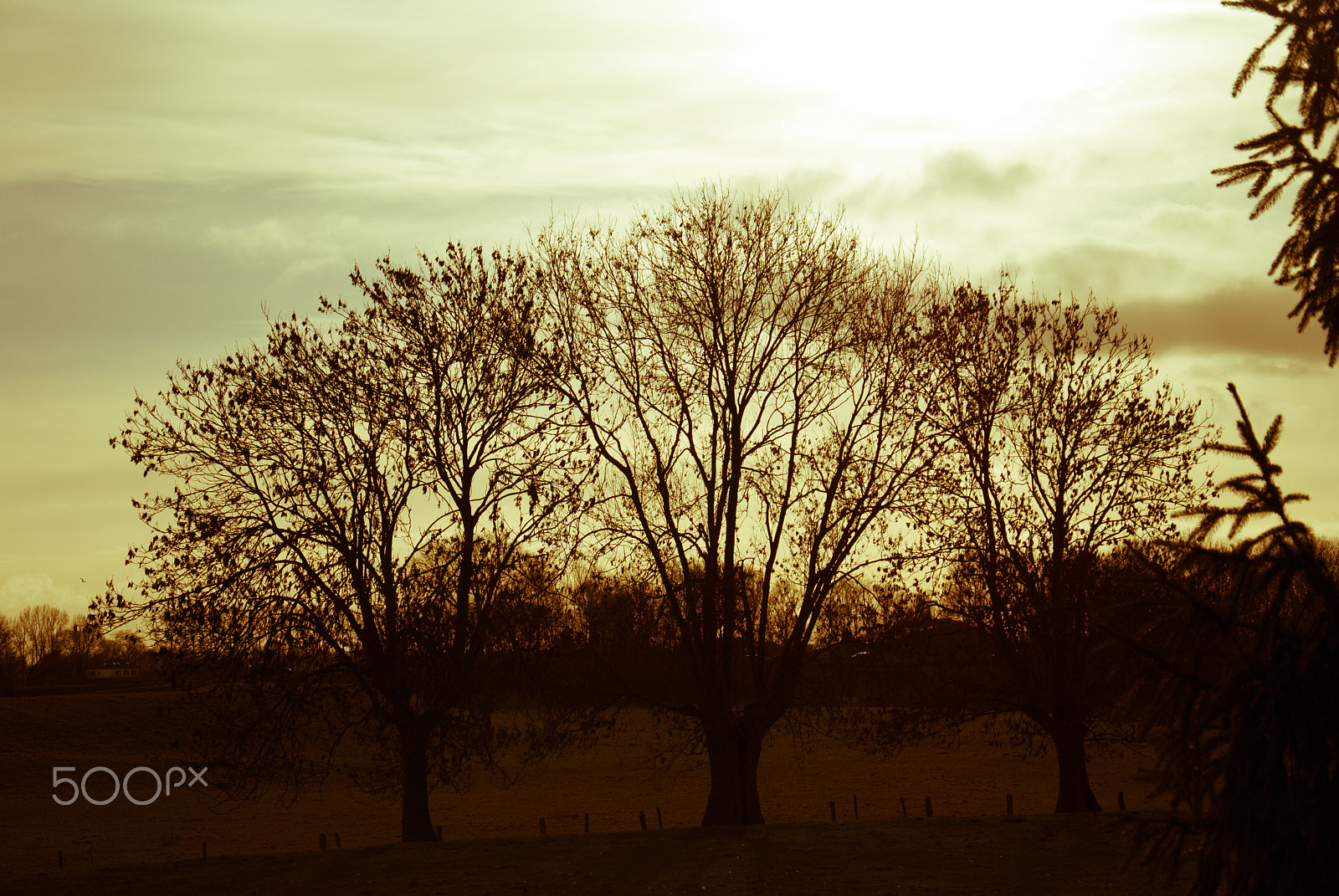 Nikon D80 sample photo. 3 trees photography