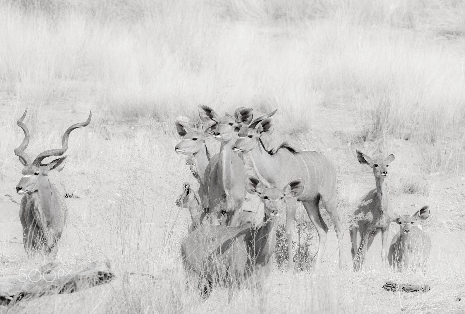 Canon EF 400mm F2.8L IS USM sample photo. Kudu portrait photography