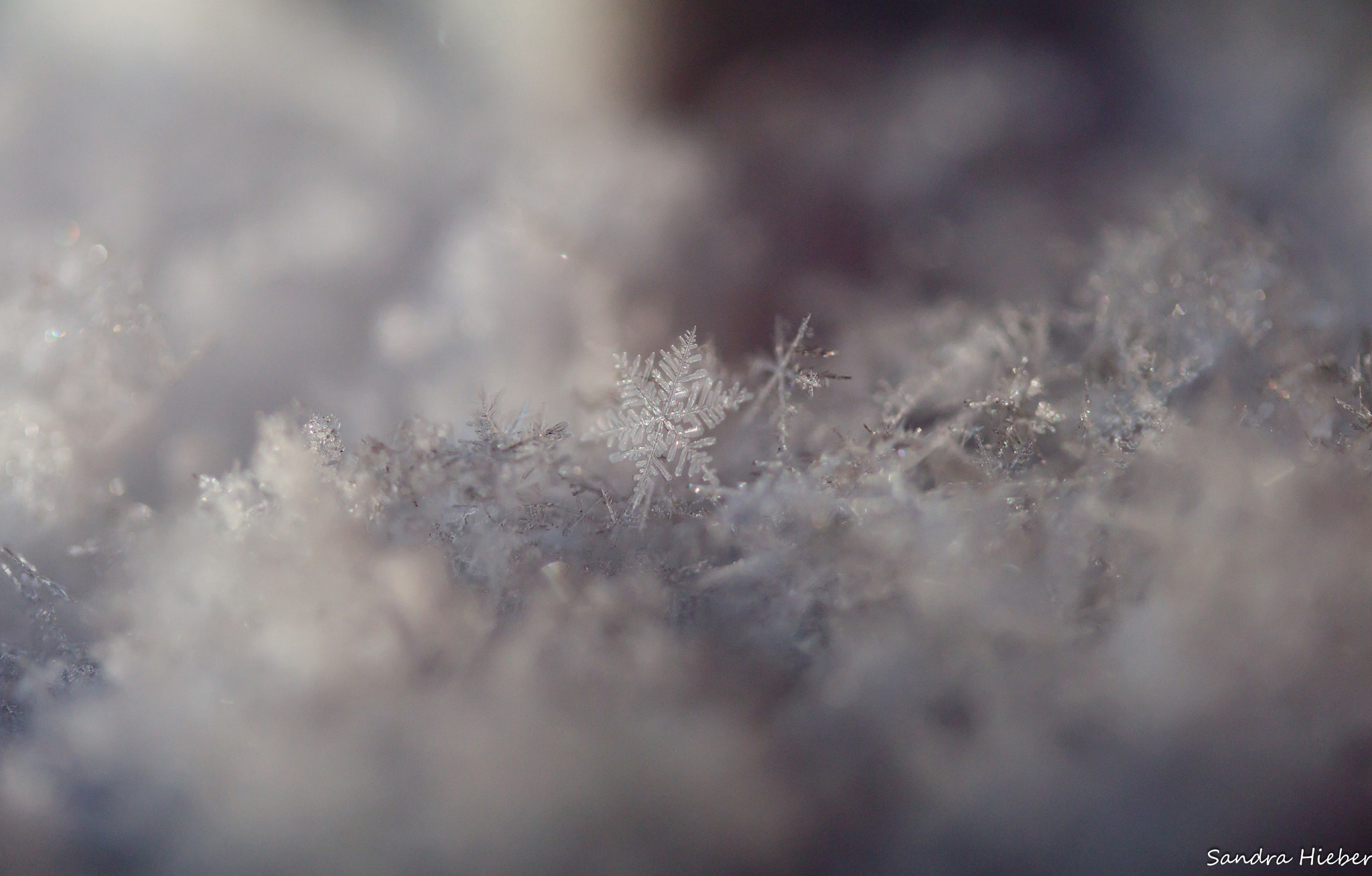Canon EOS 80D sample photo. Ice crystal photography