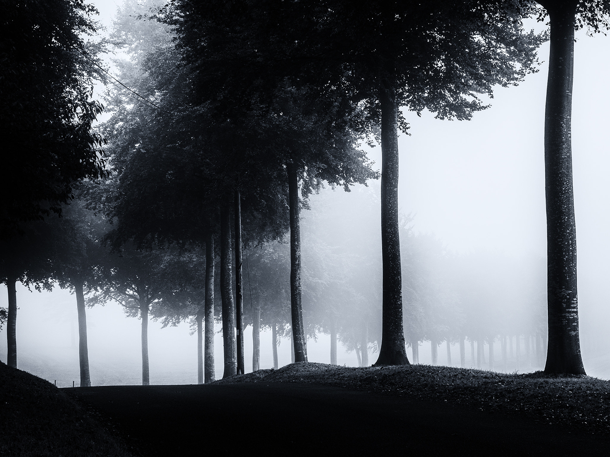 Panasonic Lumix DMC-GH3 sample photo. Foggy avenue photography