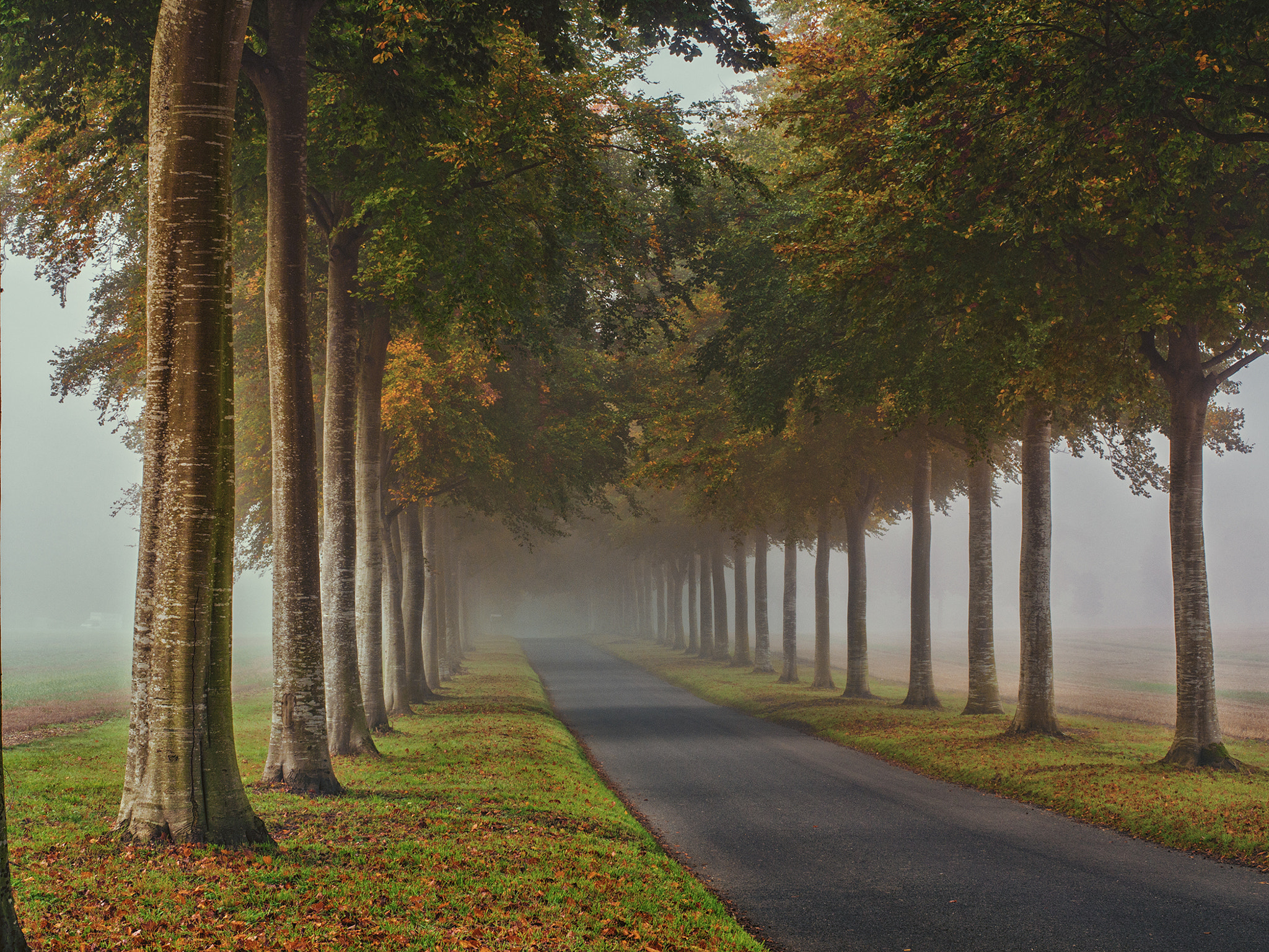 Panasonic Lumix DMC-GH3 sample photo. Foggy avenue 2 photography