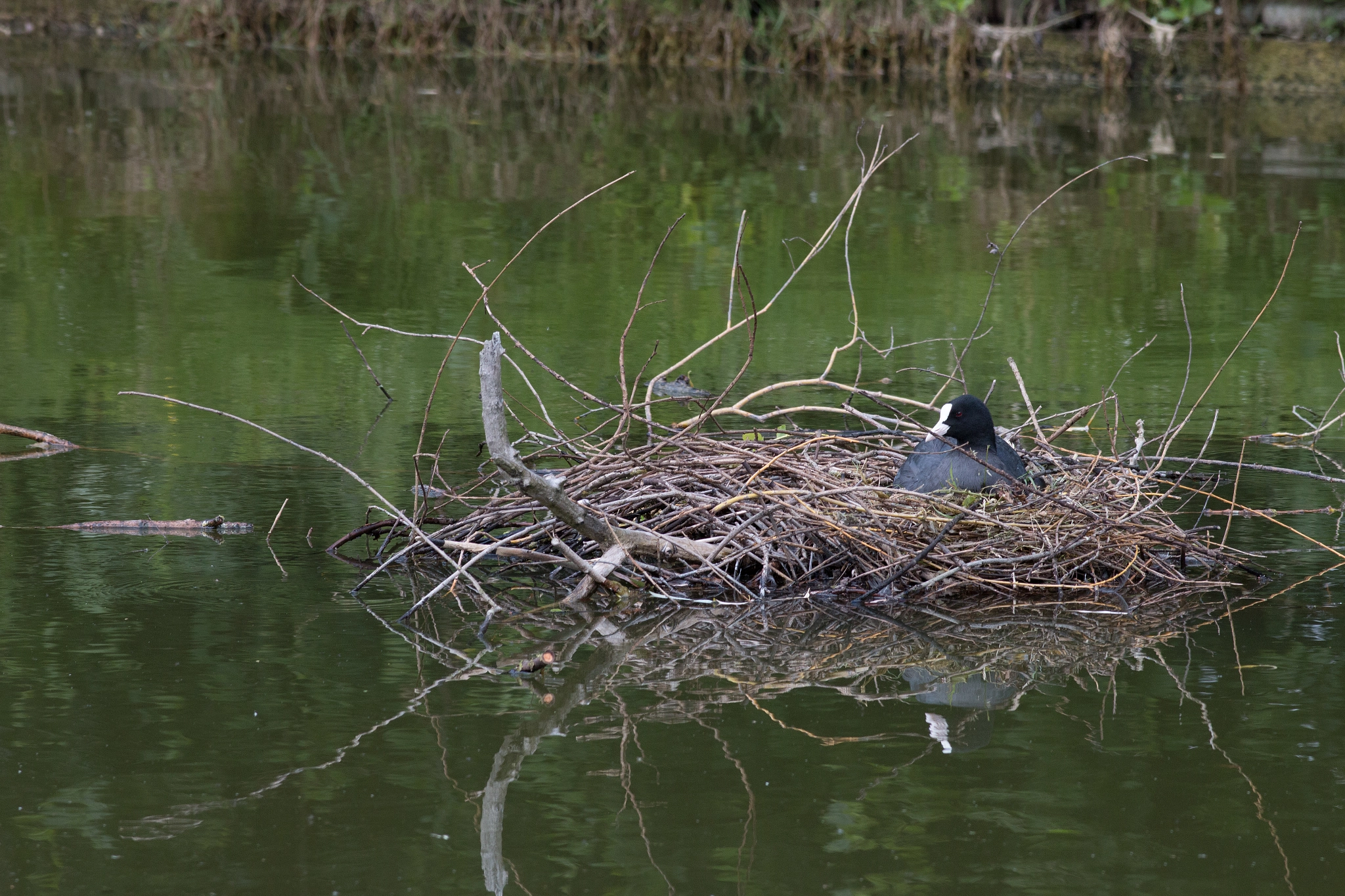 Canon EOS 70D sample photo. Brooding coot photography