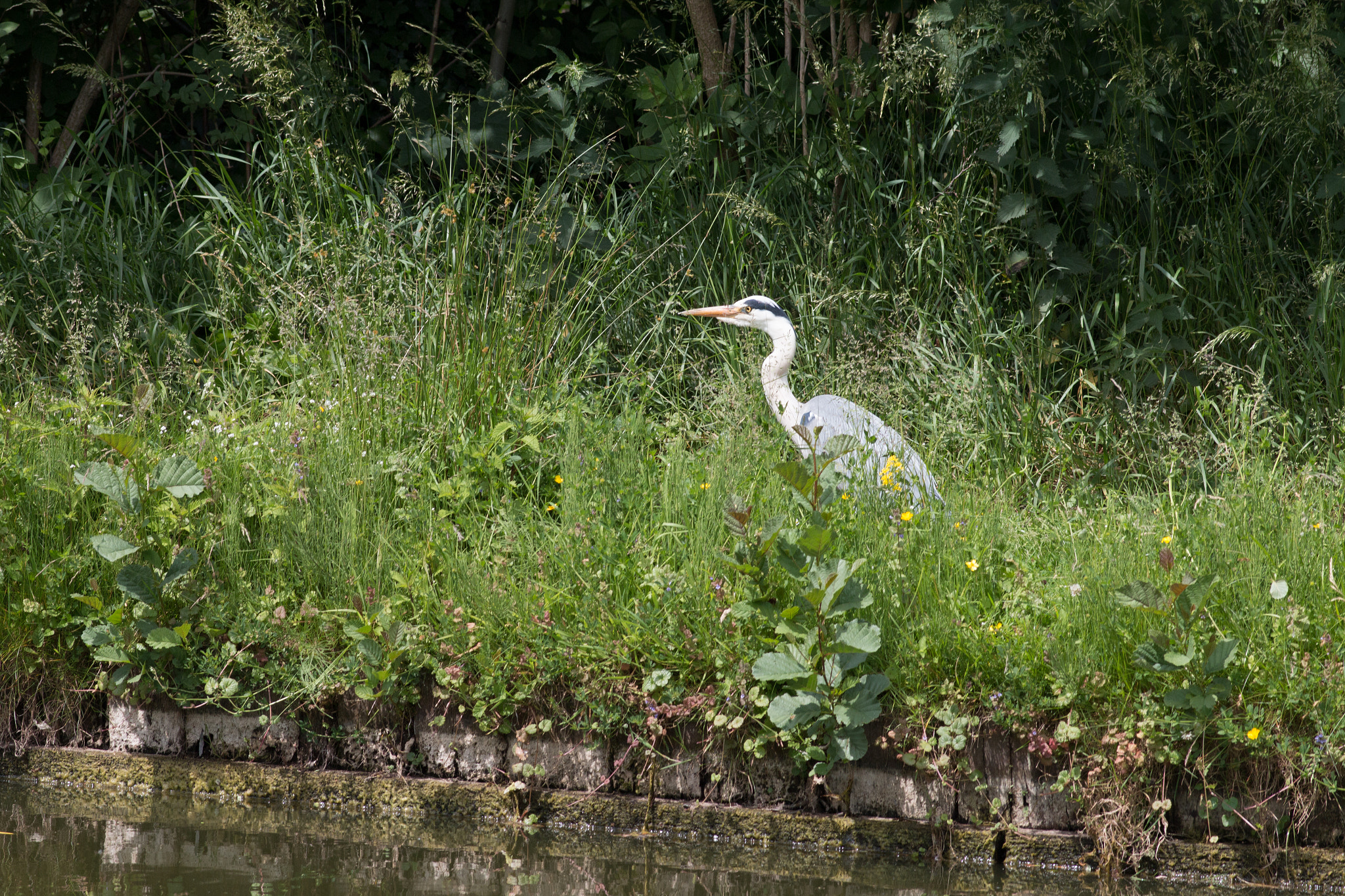 Canon EOS 70D + Canon EF 200mm F2.8L II USM sample photo. Heron bis photography