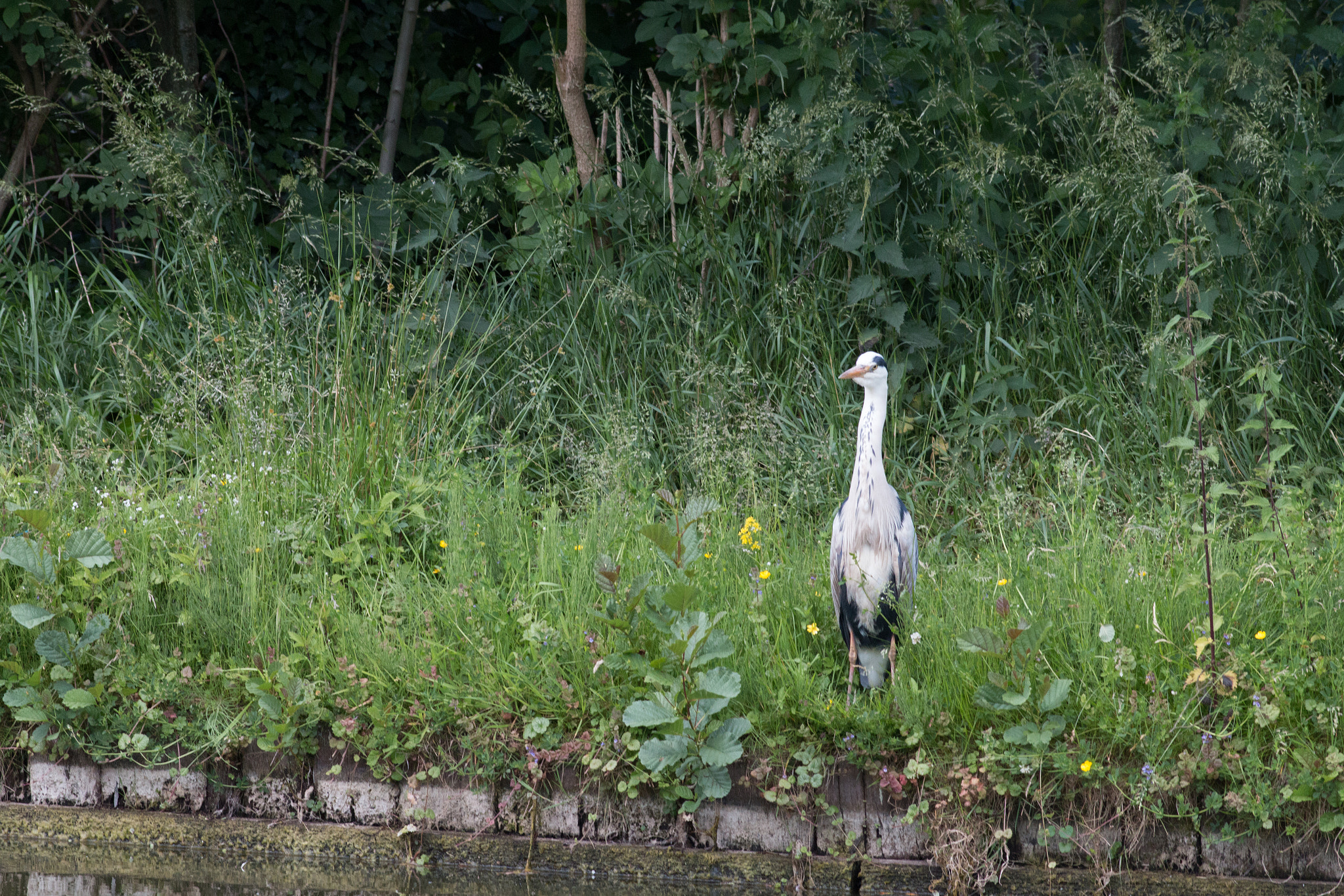 Canon EOS 70D + Canon EF 200mm F2.8L II USM sample photo. Heron photography