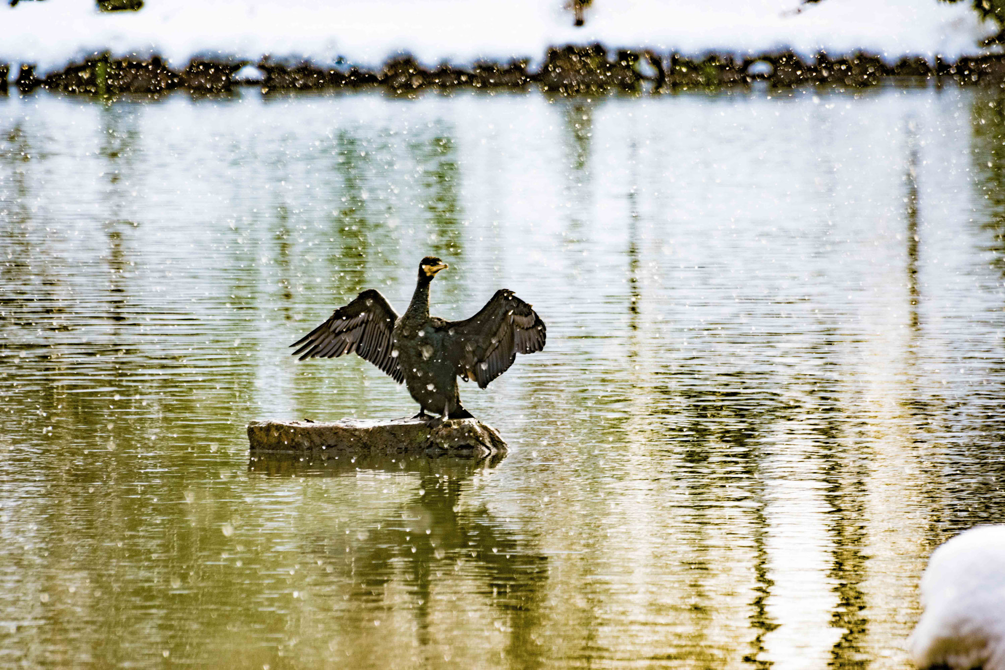 Pentax K-70 sample photo. Animal photography