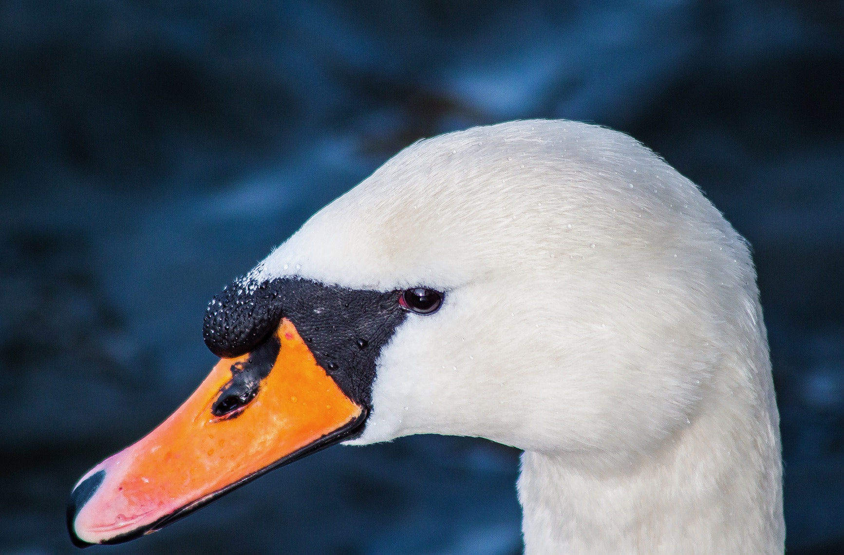 Canon EOS 500D (EOS Rebel T1i / EOS Kiss X3) sample photo. "swansea" at maschsee hannover photography