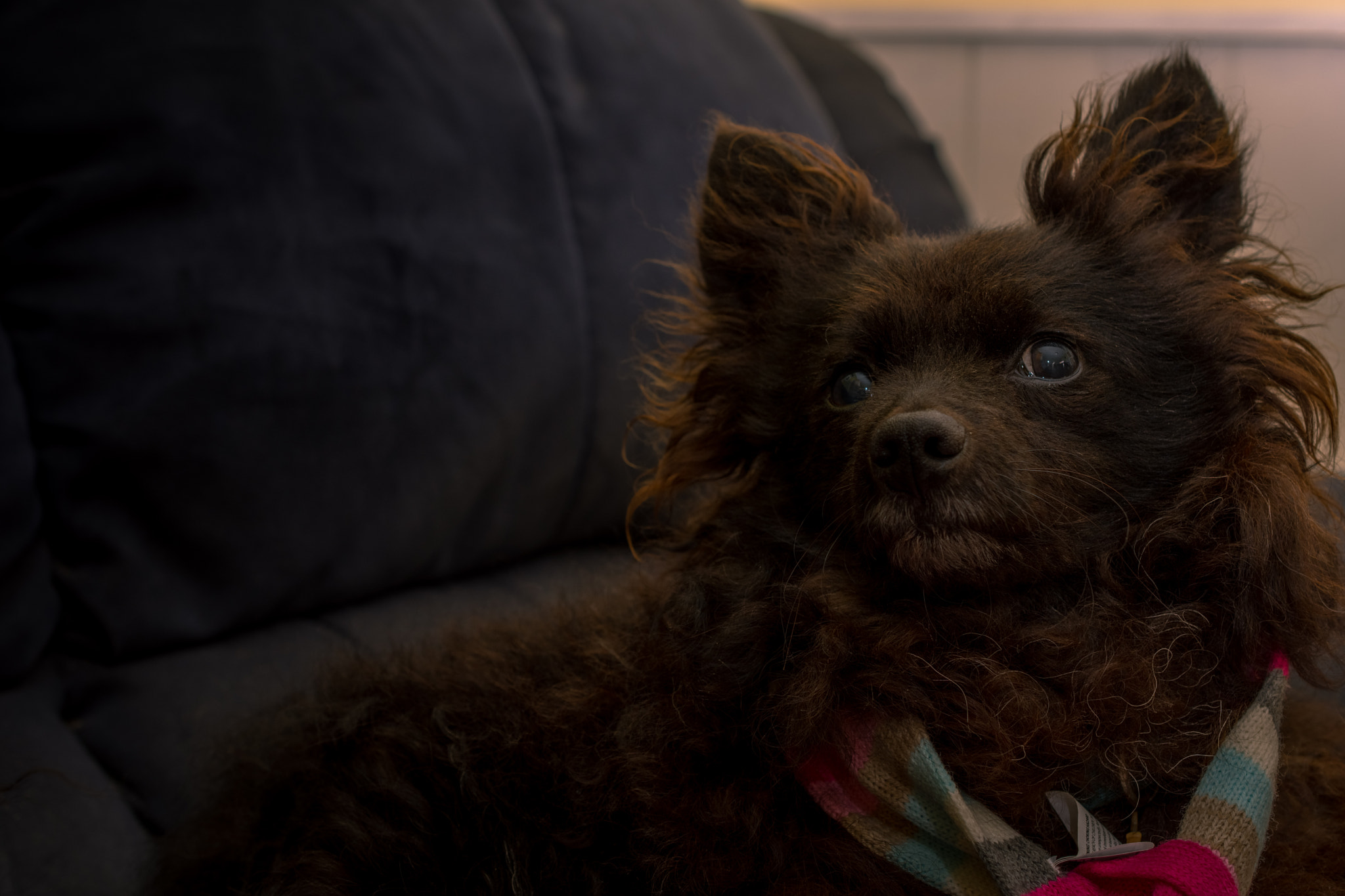 Nikon AF-S DX Micro Nikkor 40mm F2.8 sample photo. Fizbe photography