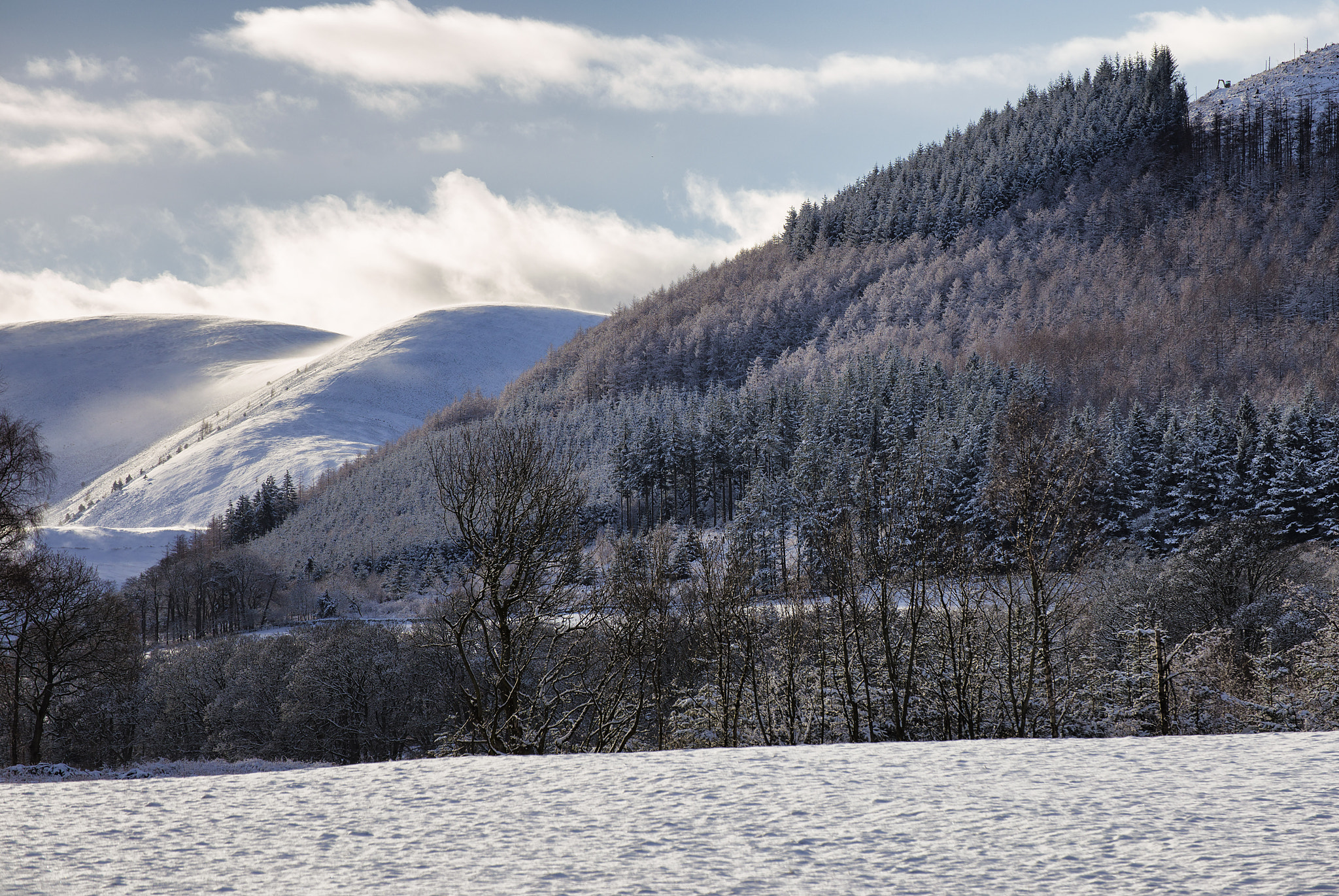 Tamron SP 35mm F1.8 Di VC USD sample photo. Snowfall on cademuir forest photography