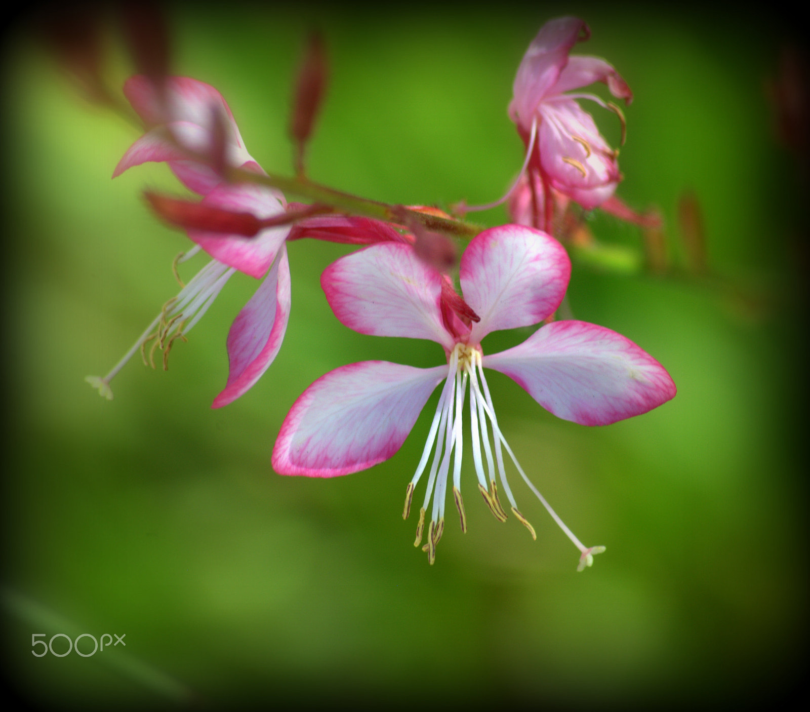 Sigma 70-300mm F4-5.6 APO DG Macro sample photo. Whirling butterflies gaura photography