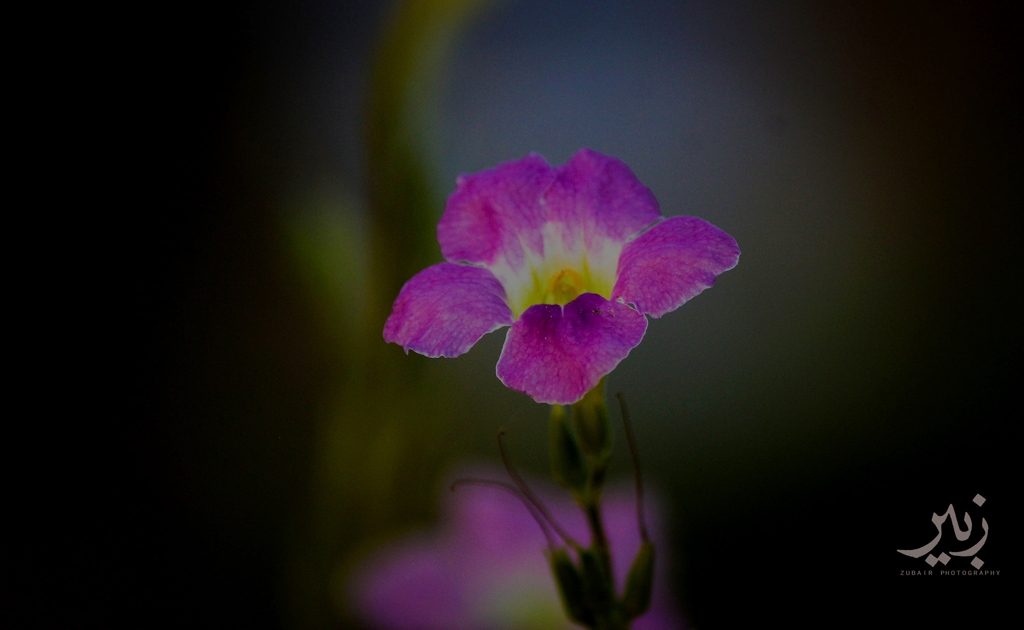Canon EF-S 55-250mm F4-5.6 IS sample photo. Nature photography