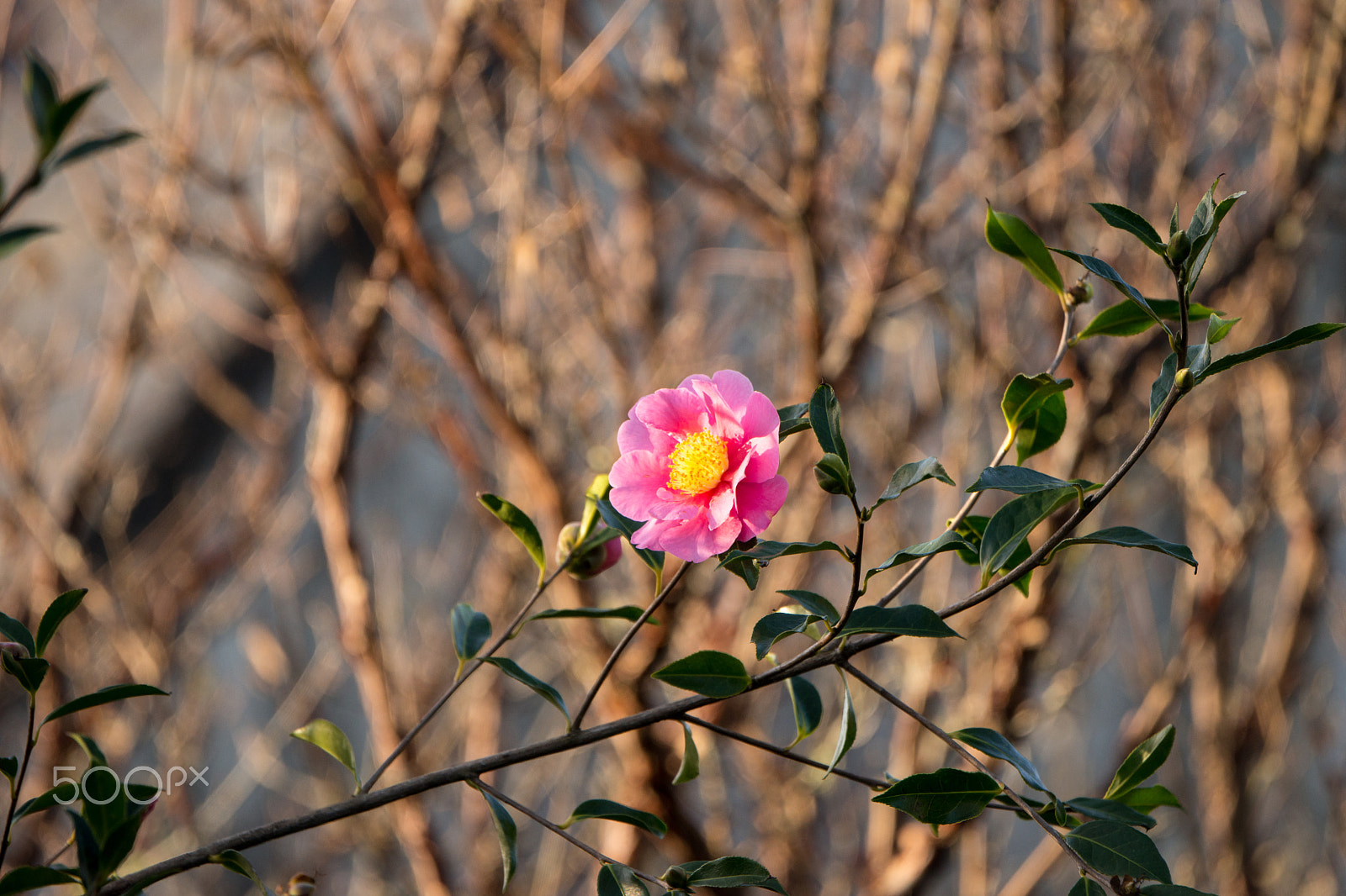 Sony 70-400mm F4-5.6 G SSM II sample photo. Dsc photography