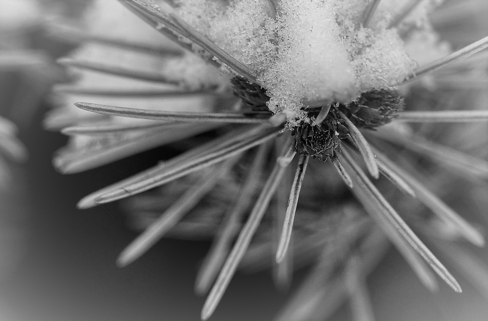18.0 - 135.0 mm sample photo. Icy world photography