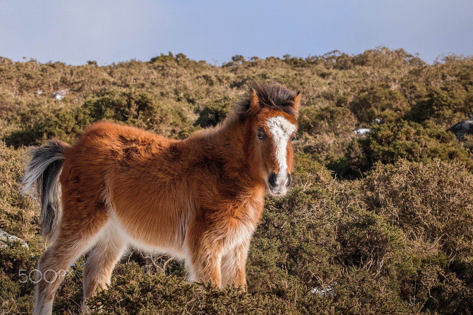 150-600mm F5-6.3 DG OS HSM | Contemporary 015 sample photo. Young horse photography