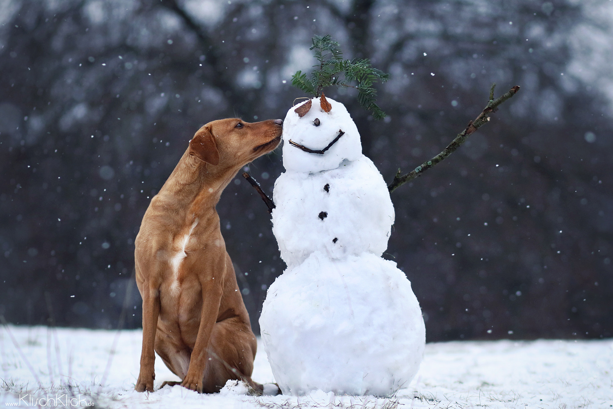 Canon EF 85mm F1.8 USM sample photo. In love with the snowman photography