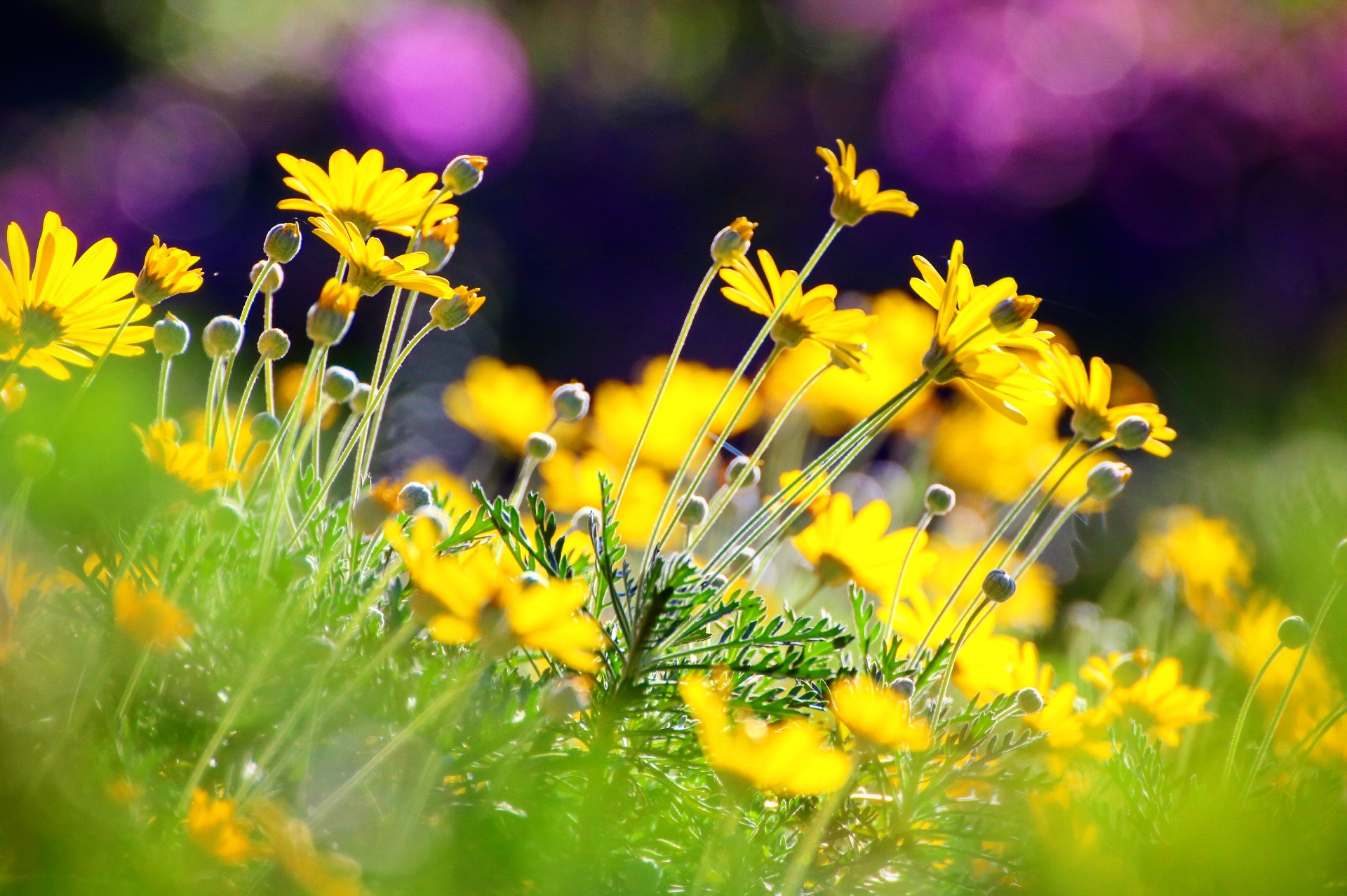 Canon EOS 750D (EOS Rebel T6i / EOS Kiss X8i) sample photo. The colors of my garden photography
