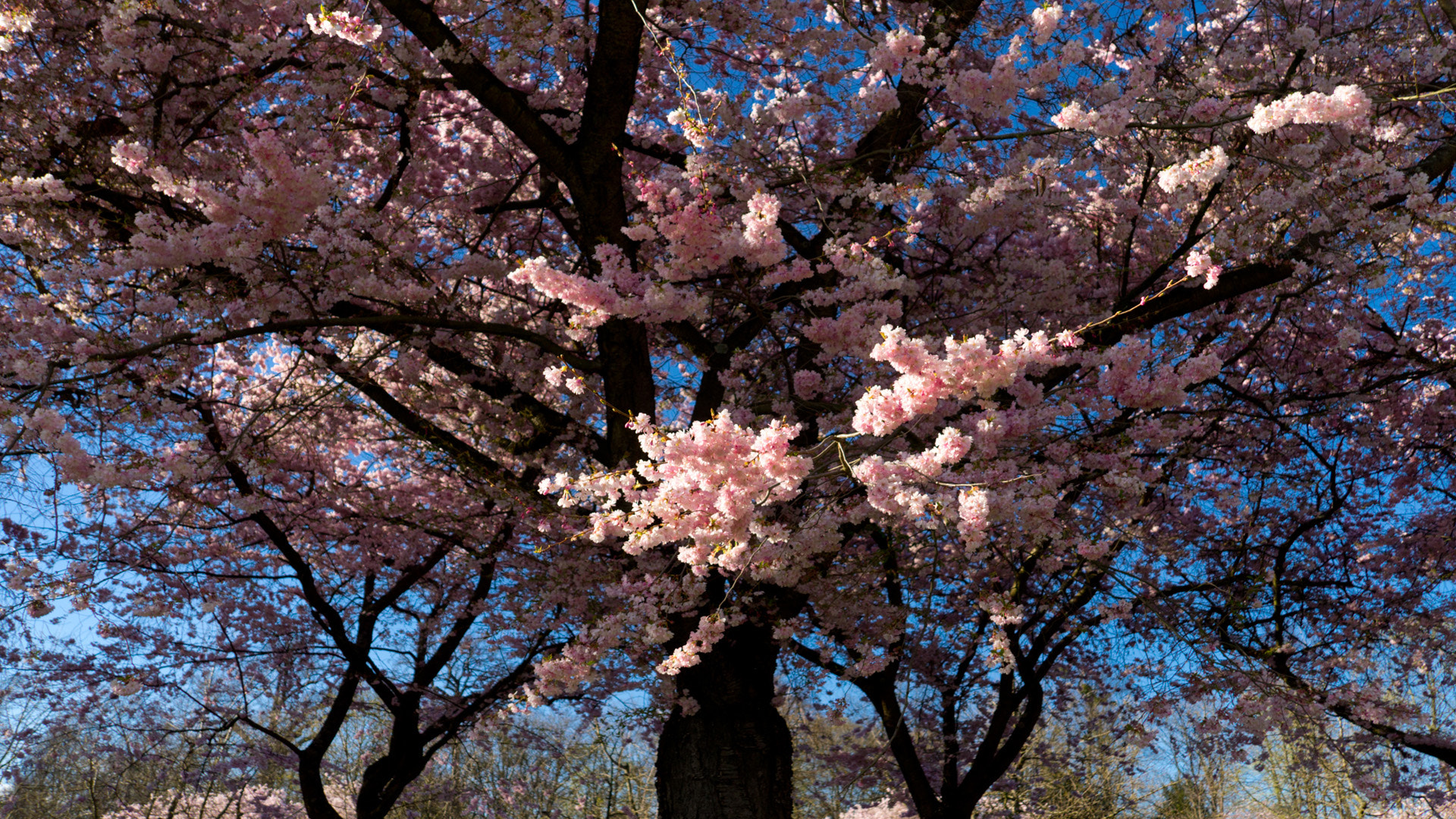 Sigma 18-125mm f/3.5-5.6 DC IF ASP sample photo. Cherry blossom photography
