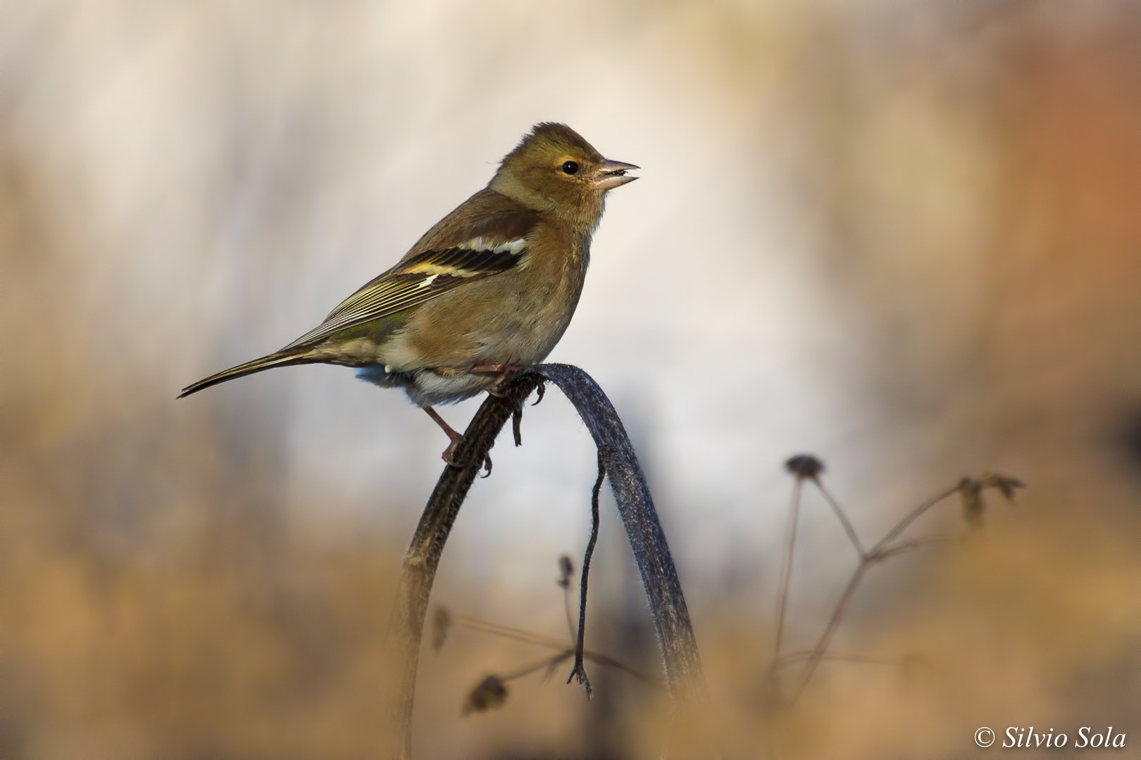 Canon EF 100-400mm F4.5-5.6L IS USM sample photo. Chaffinch female photography