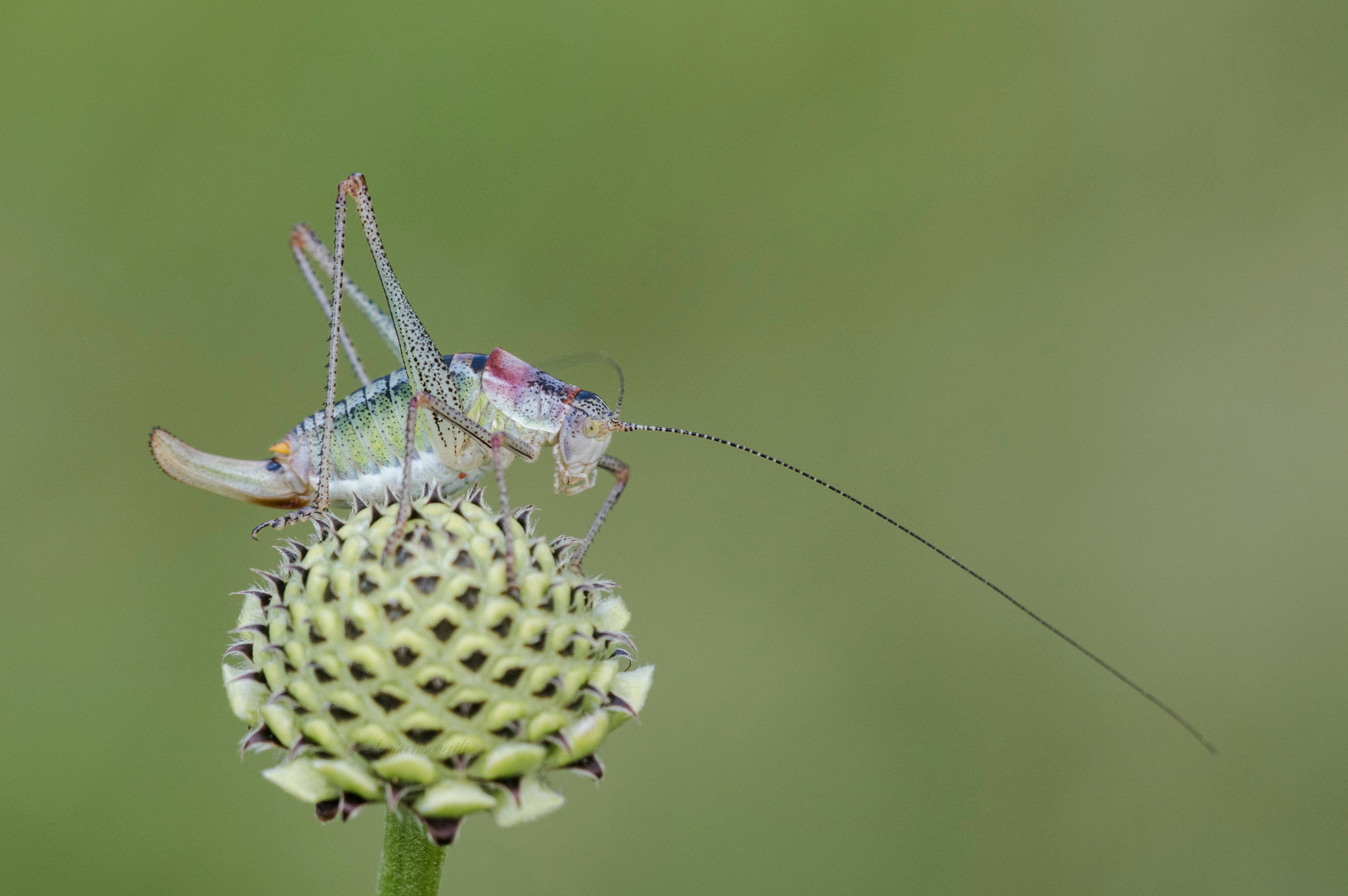 Sigma APO Macro 150mm f/2.8 EX DG HSM sample photo. Poecilimon photography